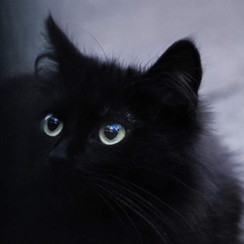 Profile picture of Black Cat Merchant