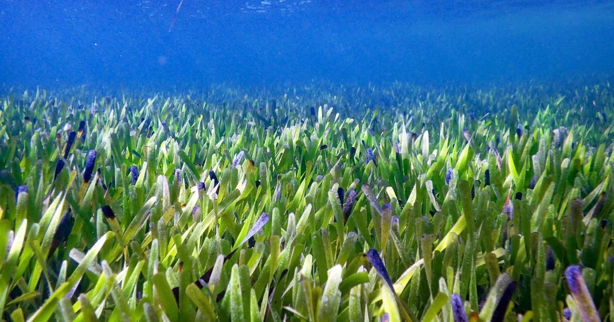 World's largest plant: 112-mile-long seagrass found off Australian coast