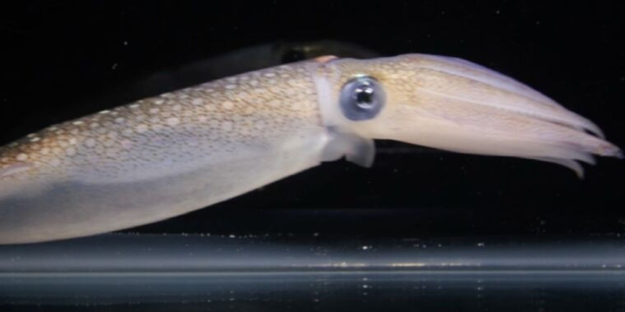 Human cells hacked to act like squid skin cells could unlock key to camouflage