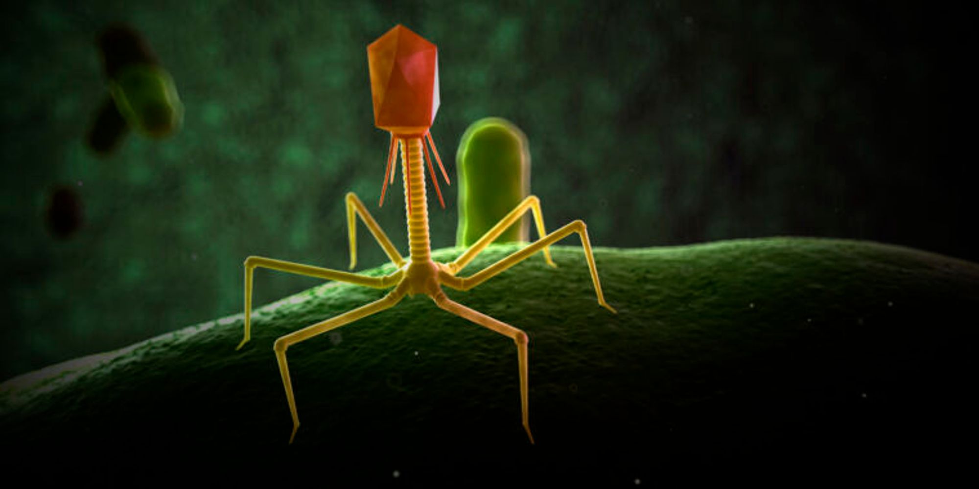 Gene editing makes bacteria-killing viruses even more deadly