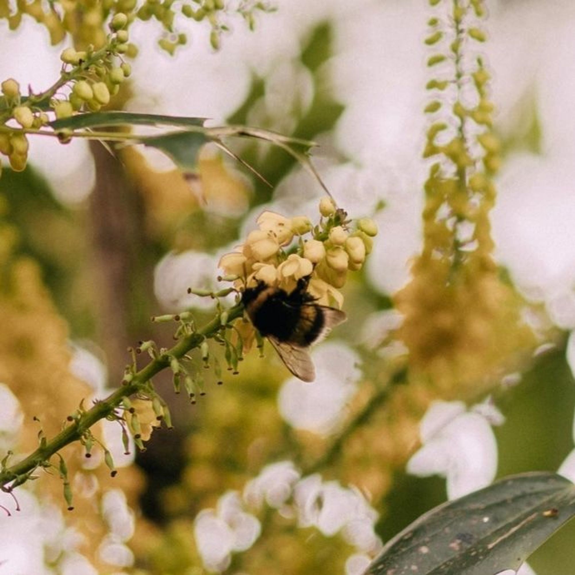 Bumblebee Flower Farm