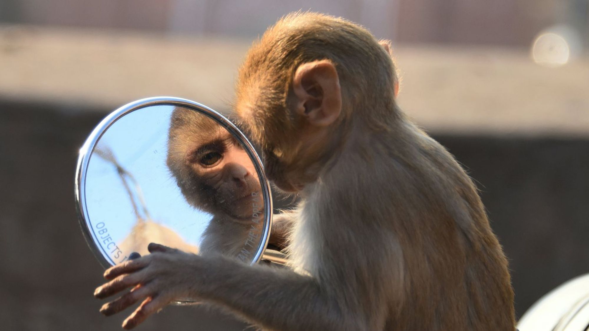 Introducing the AI Mirror Test, which very smart people keep failing