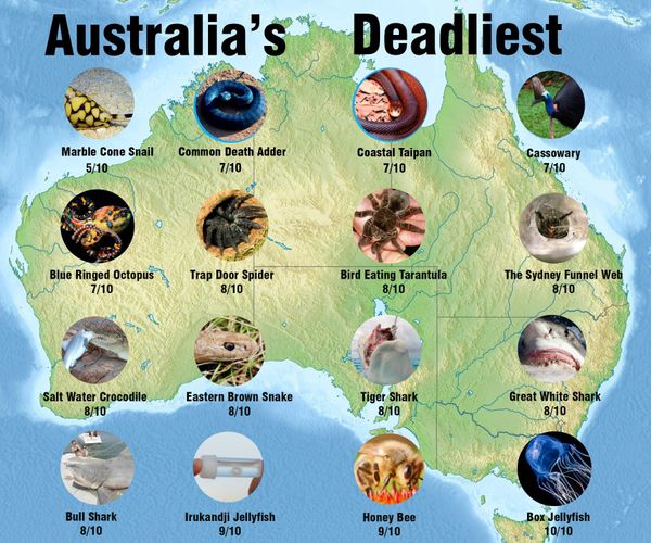 17 trên 20 loài rắn độc nhất thế giới đều là sinh vật đặc hữu của Úc