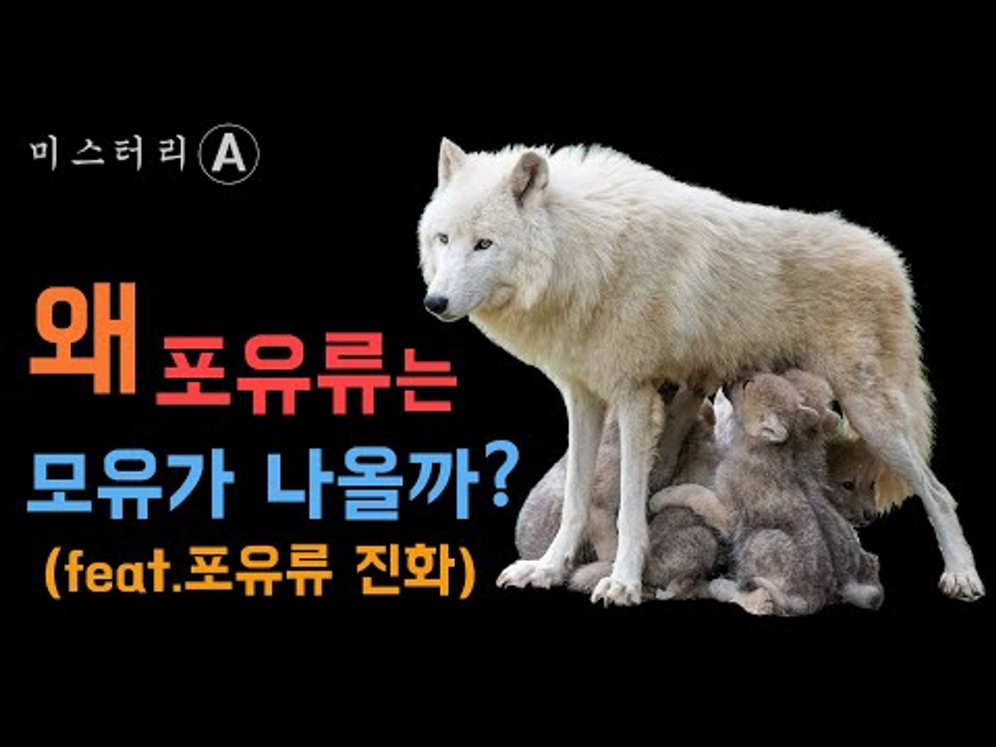 포유류의 진화 그리고 젖의 기원 (feat.신비한 물고기)