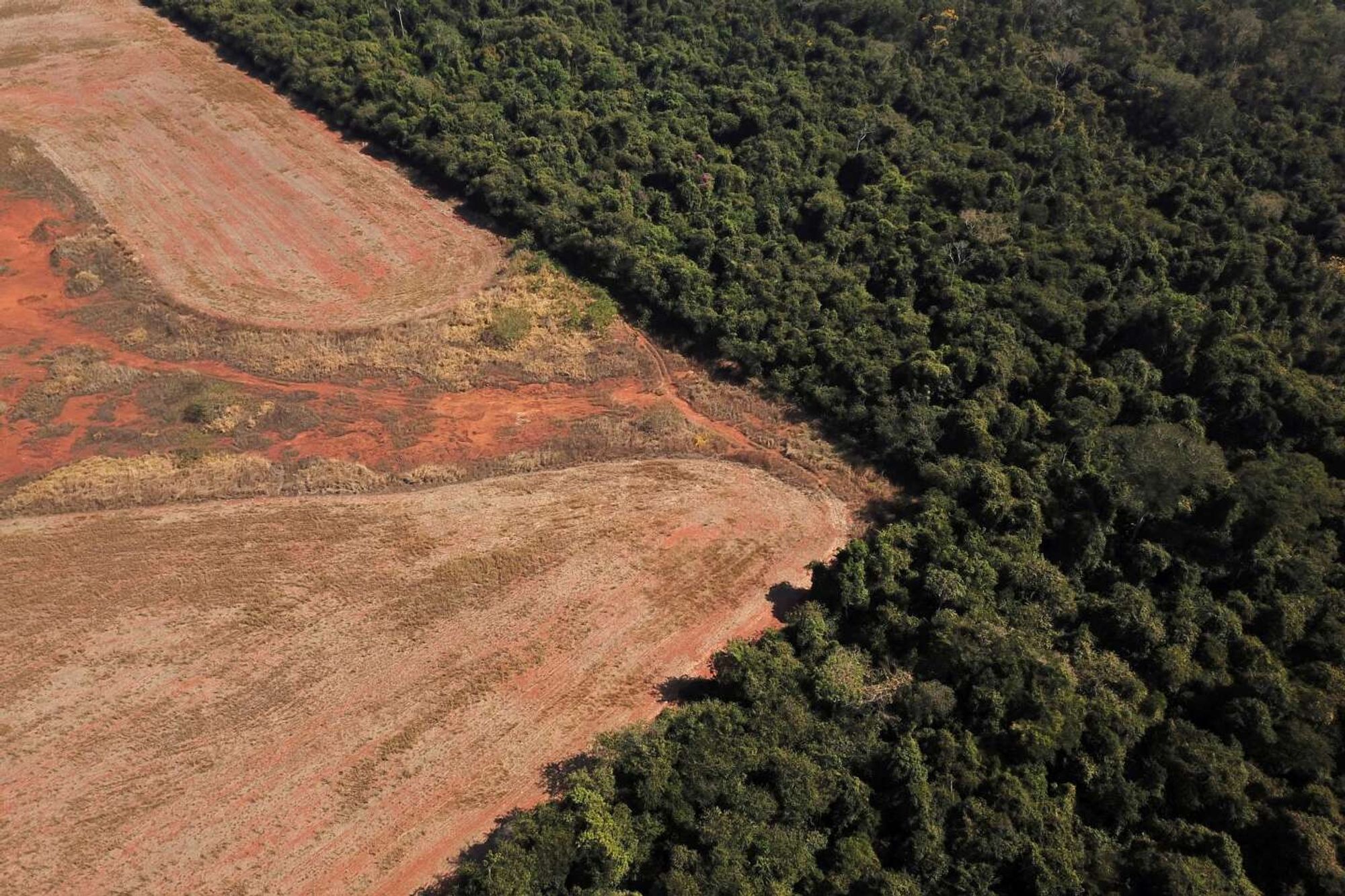 Election présidentielle au Brésil : les conséquences désastreuses pour la forêt amazonienne en cas de victoire de Jair Bolsonaro