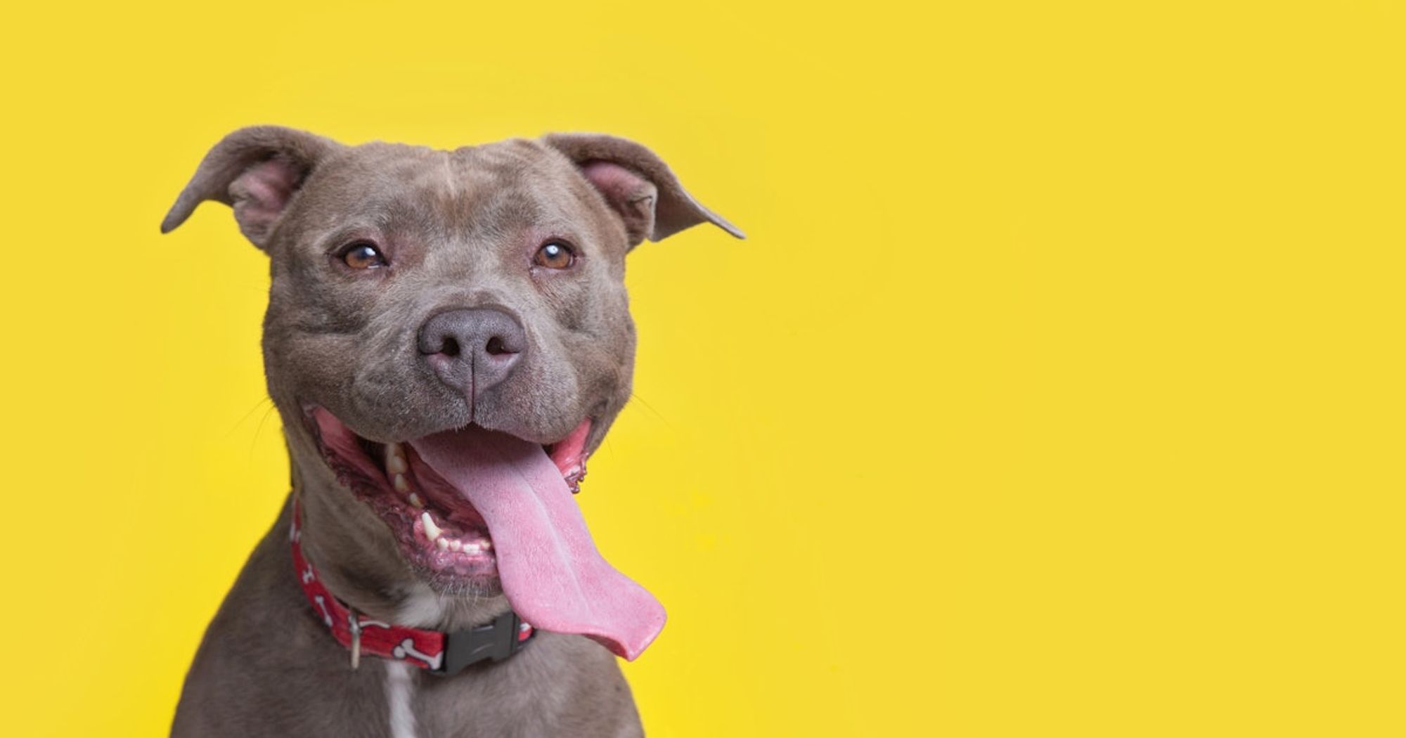 How TikTok influencers are rebranding the pitbull