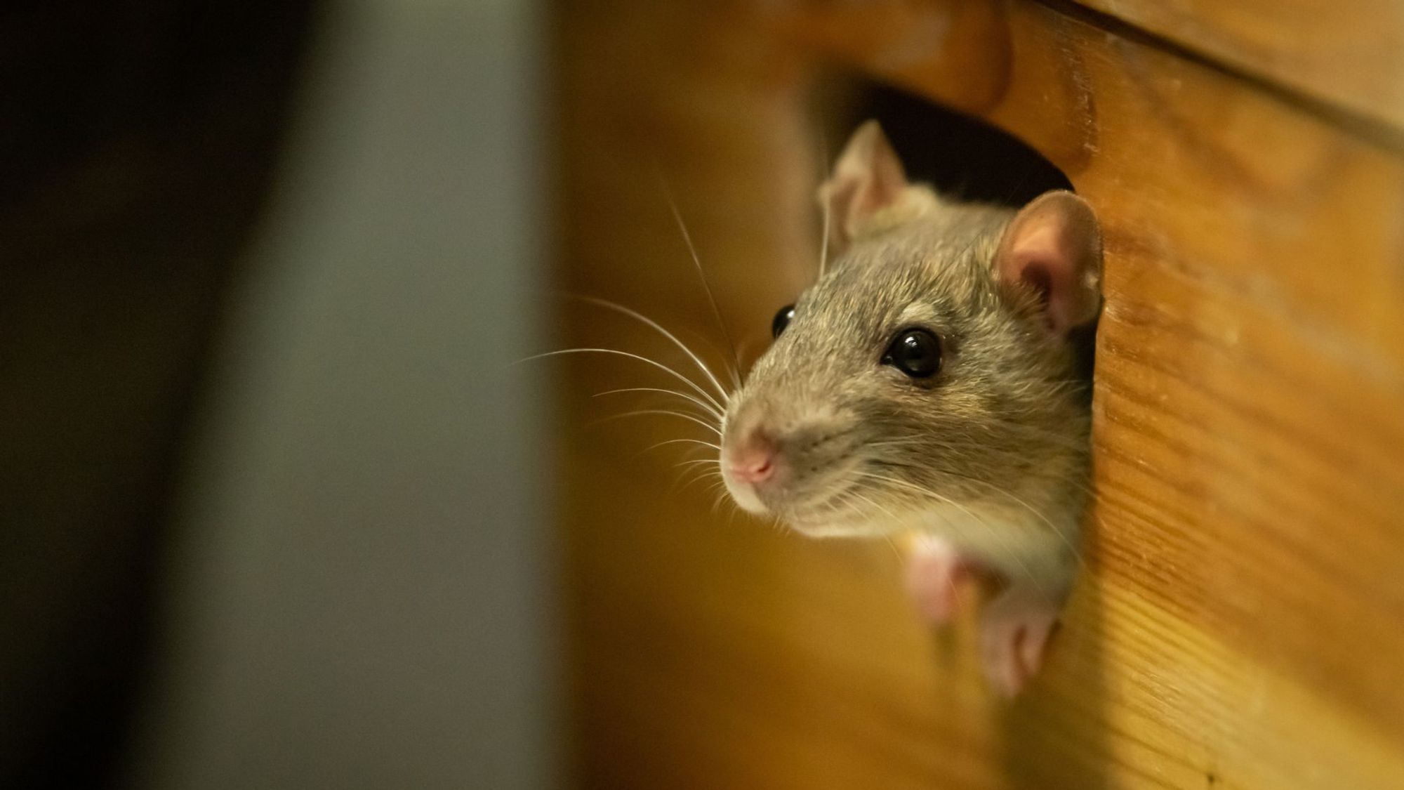 Young mice show signs of old age after receiving blood from an elder mouse