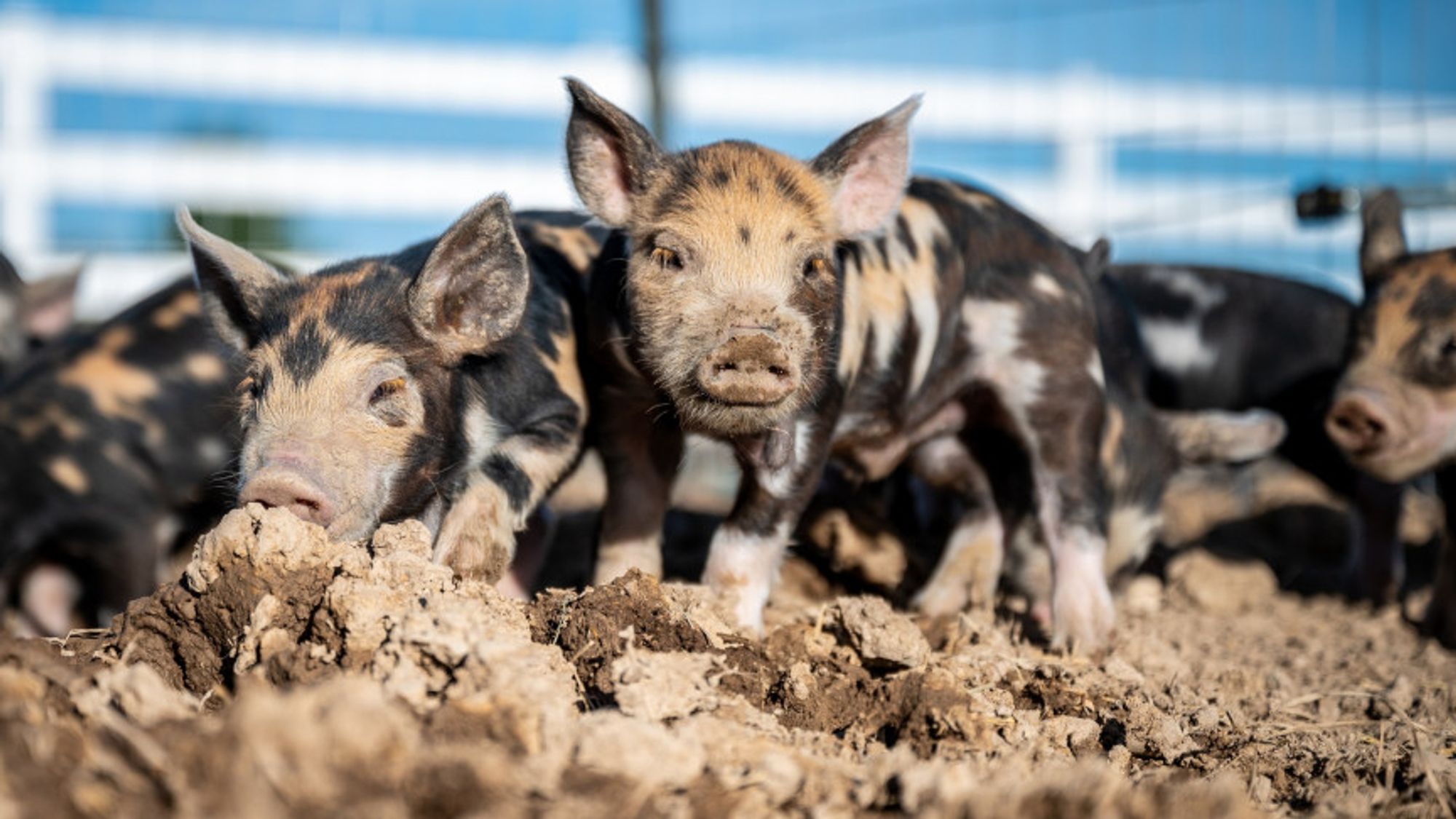 Scientists in China have successfully cloned pigs using only AI in a world first