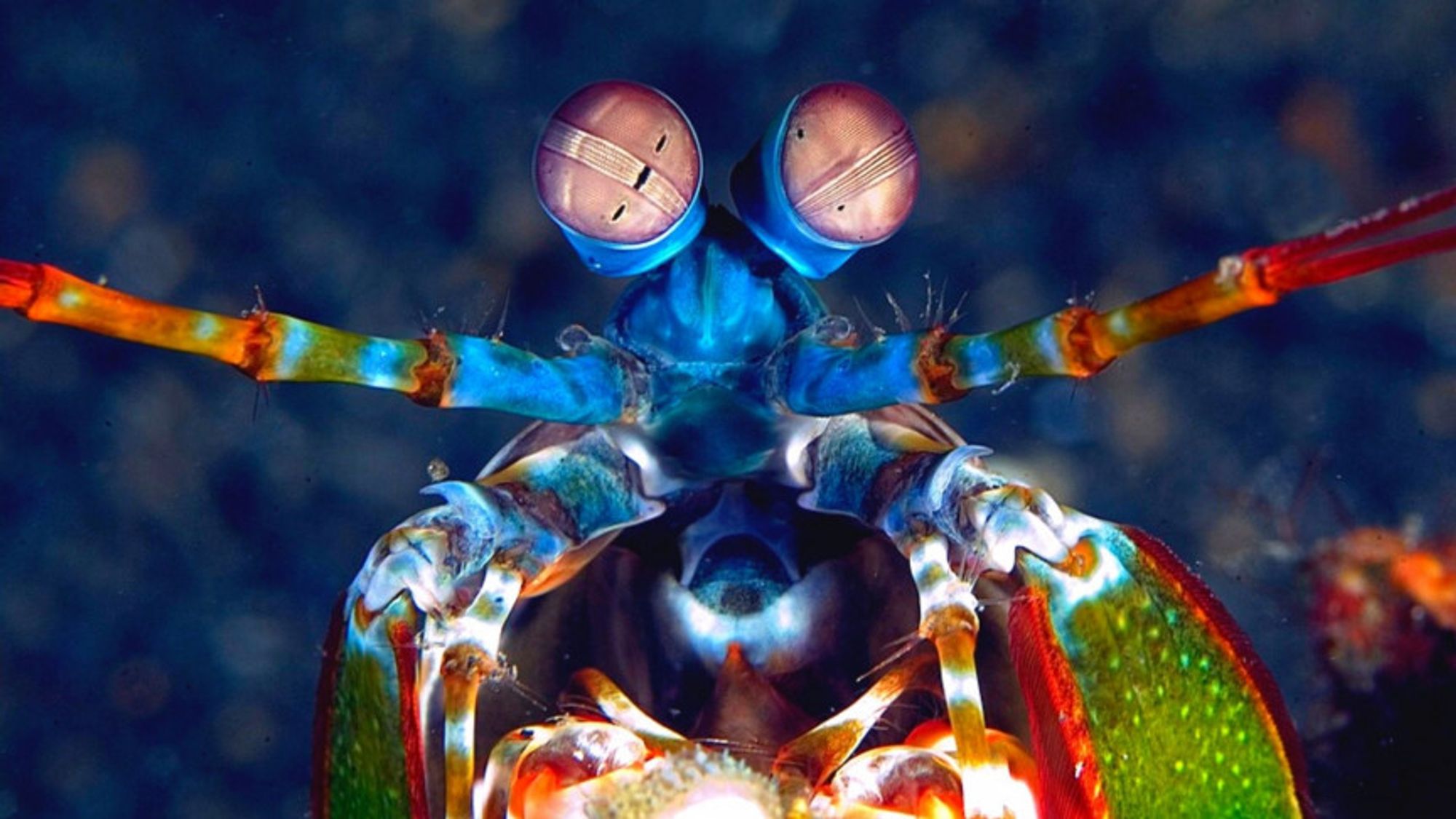 The Mantis Shrimp Will Change How You See the World (Literally)