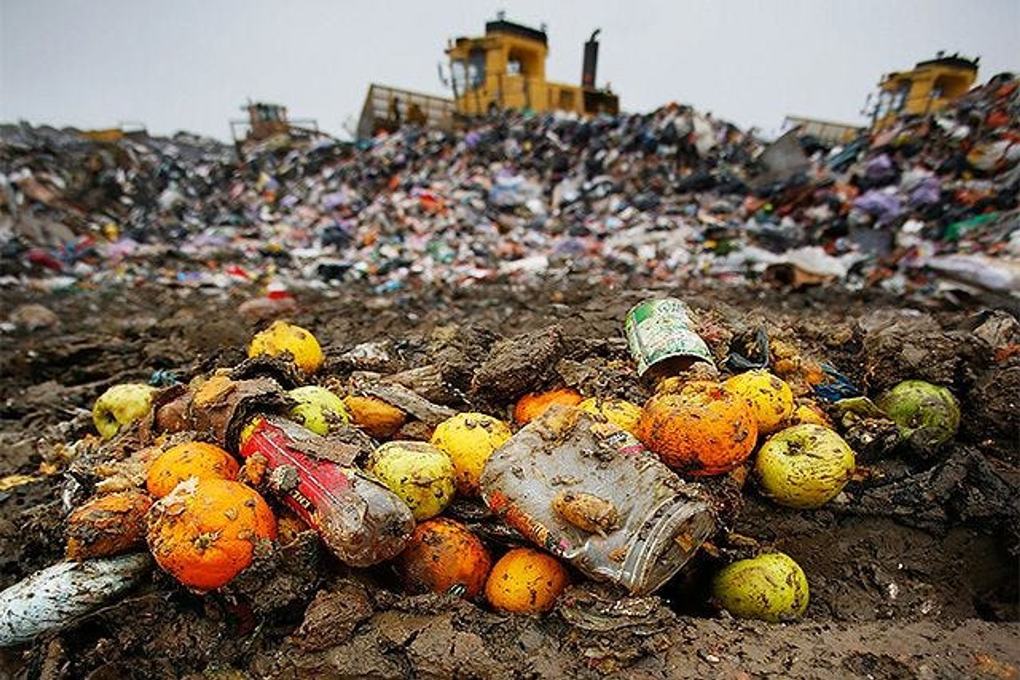 Toneladas de comida en buenas condiciones son tiradas a la basura todos los años.