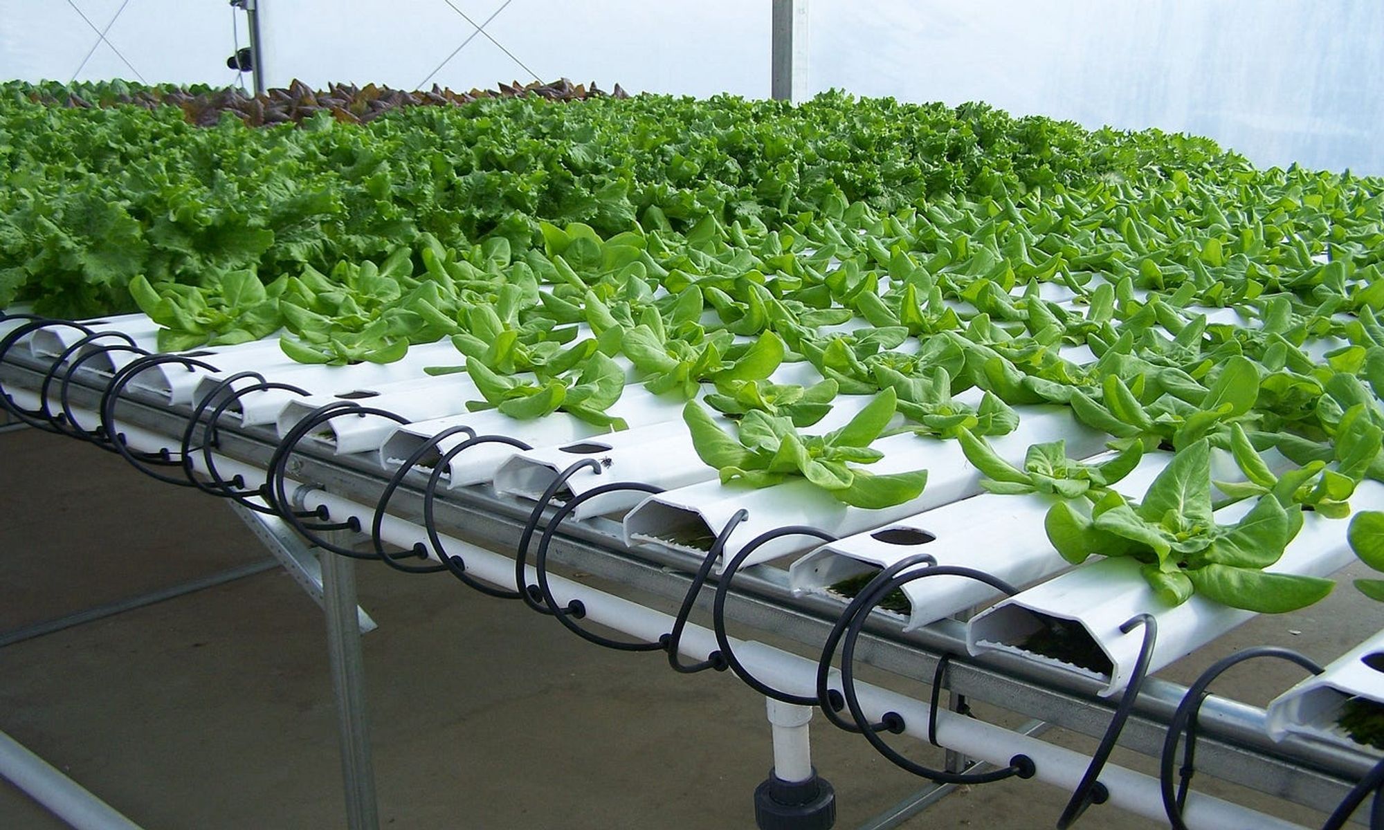 Invernaderos inteligentes pueden monitorear cada planta para garantizarle condiciones ideales de crecimiento.