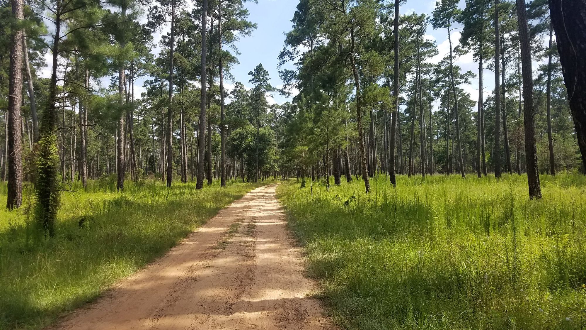 Texas State Forests