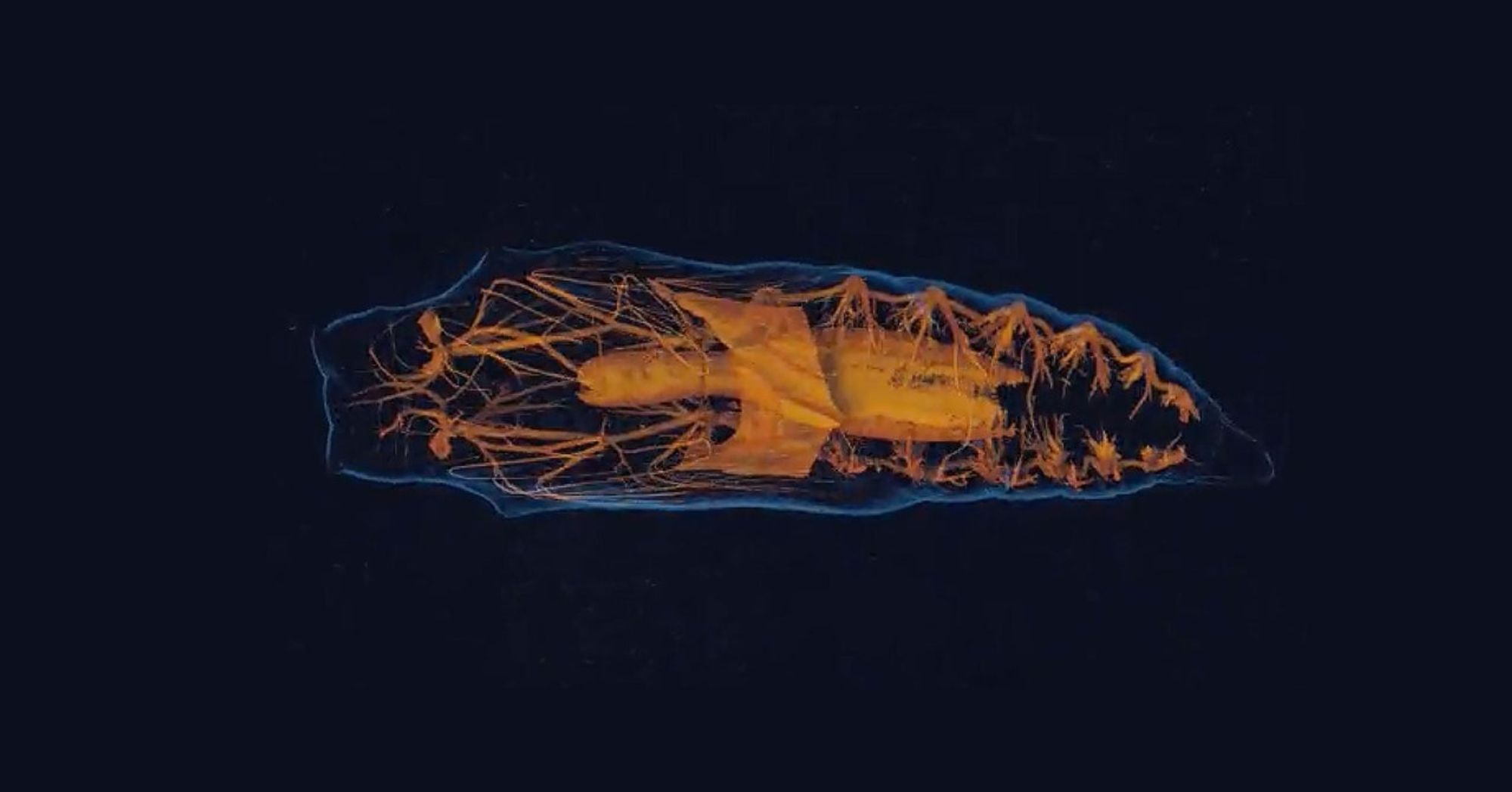 How Insect Brains Melt and Rewire During Metamorphosis | WIRED