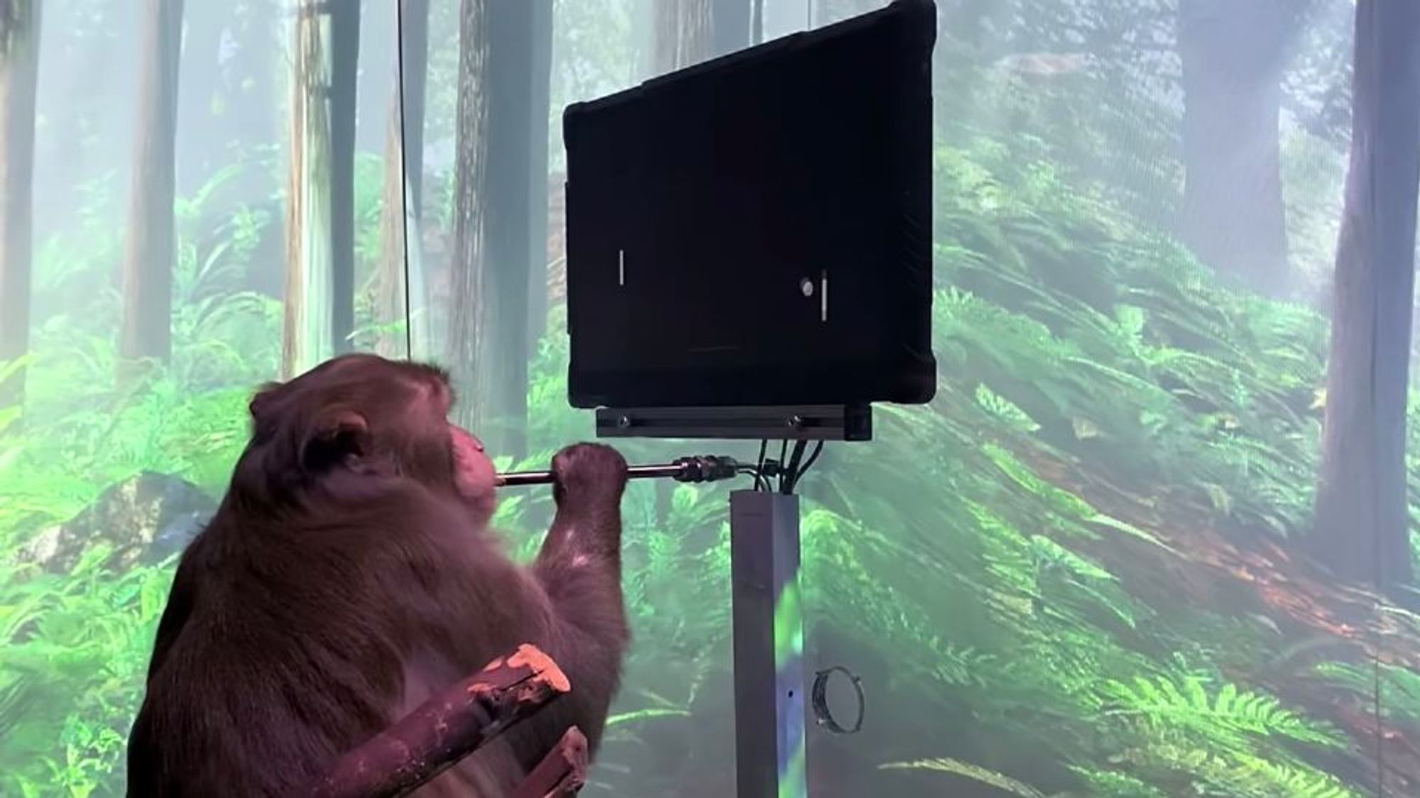 Elon Musk's Neuralink confirms monkeys died in project, denies animal cruelty claims | CNN Business