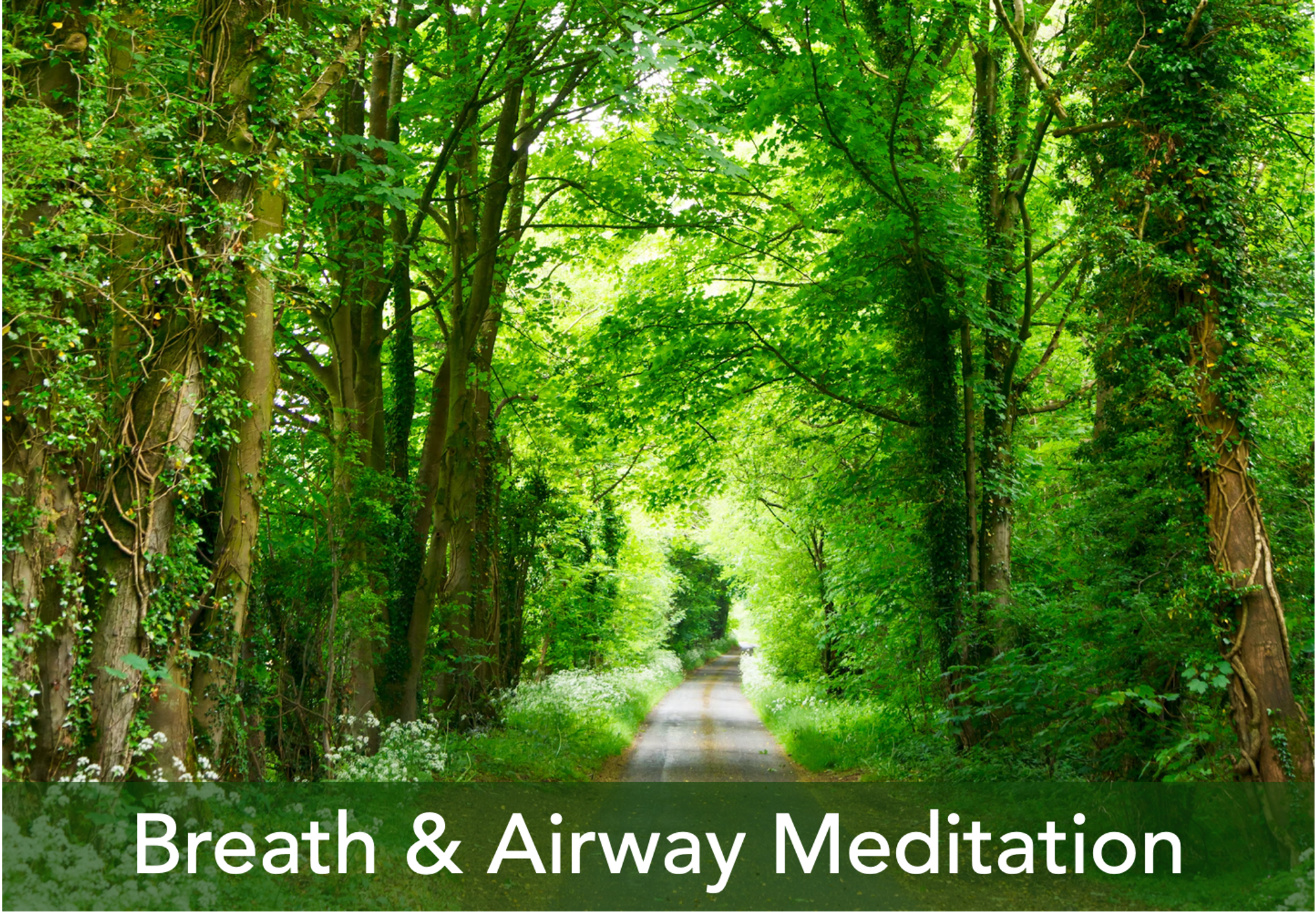 https://insighttimer.com/willmeecham/guided-meditations/beloved-biology-the-corridors-of-breath