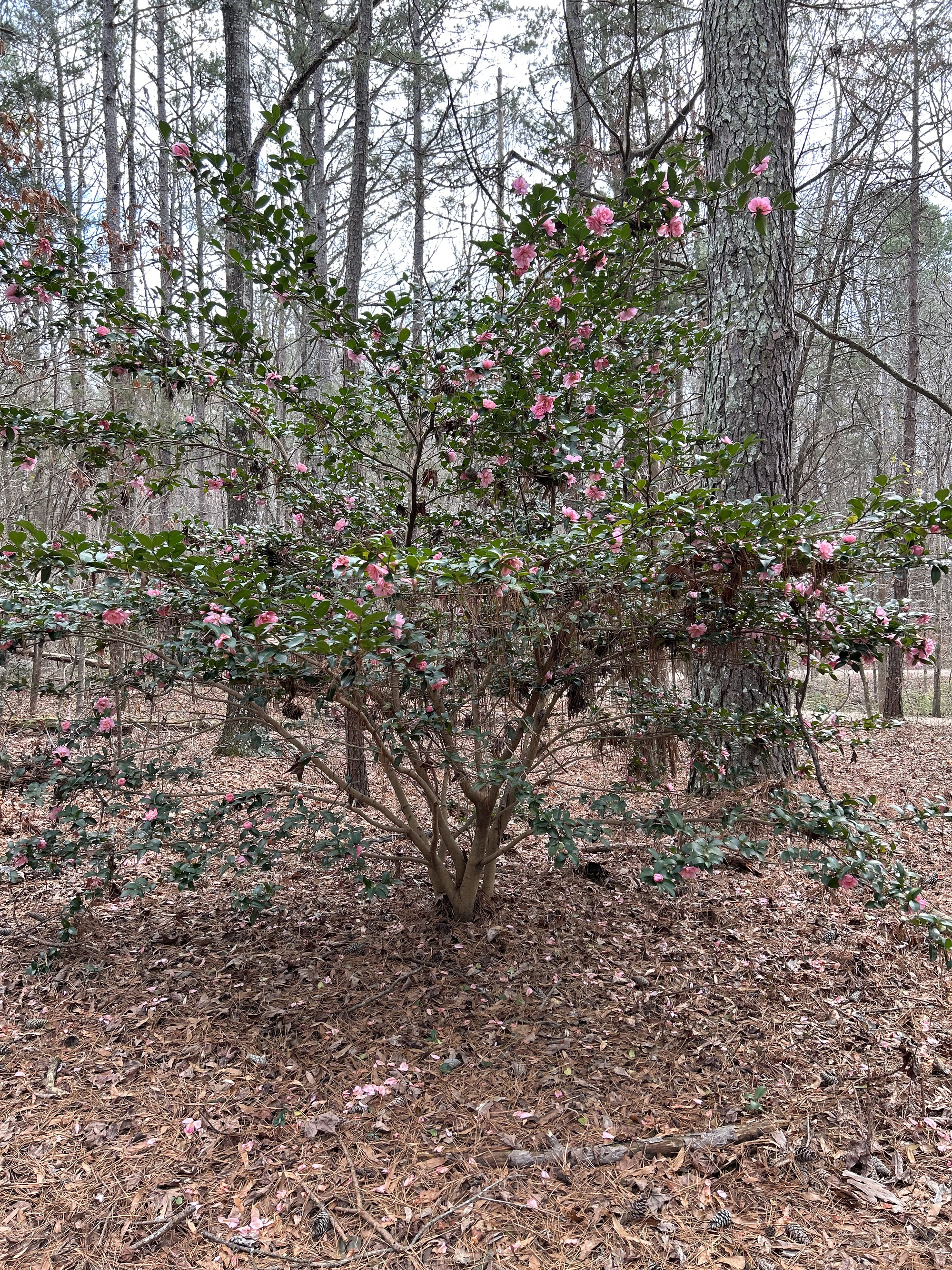 There were lots of Camellia trees in the park. I was happy to see flowers in winter and had to take a picture to find out what kind of tree blooms in January!
