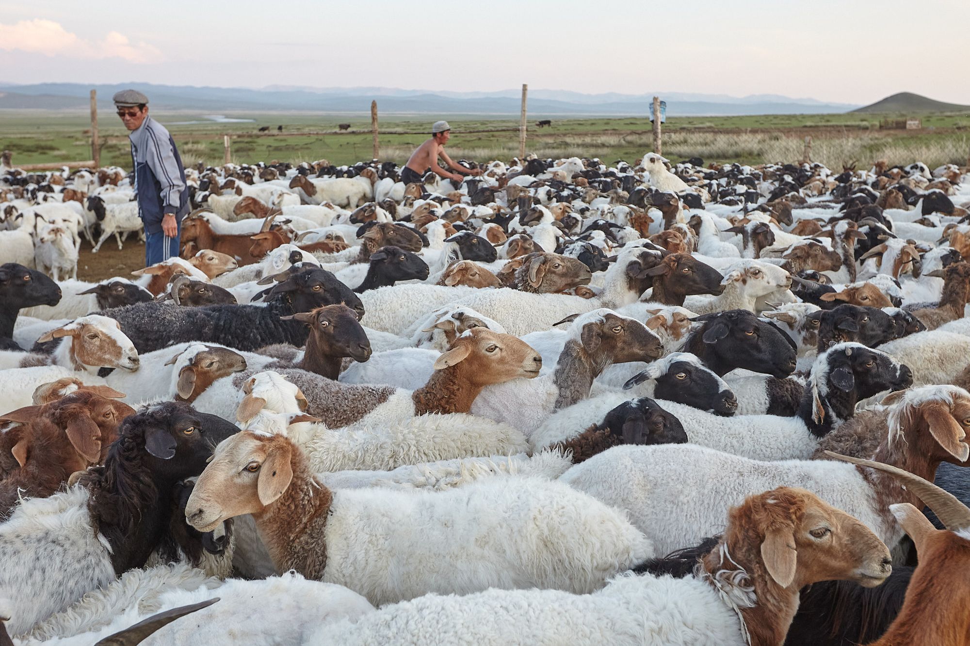 The pastoralists in the Gobi Desert, Mongolia