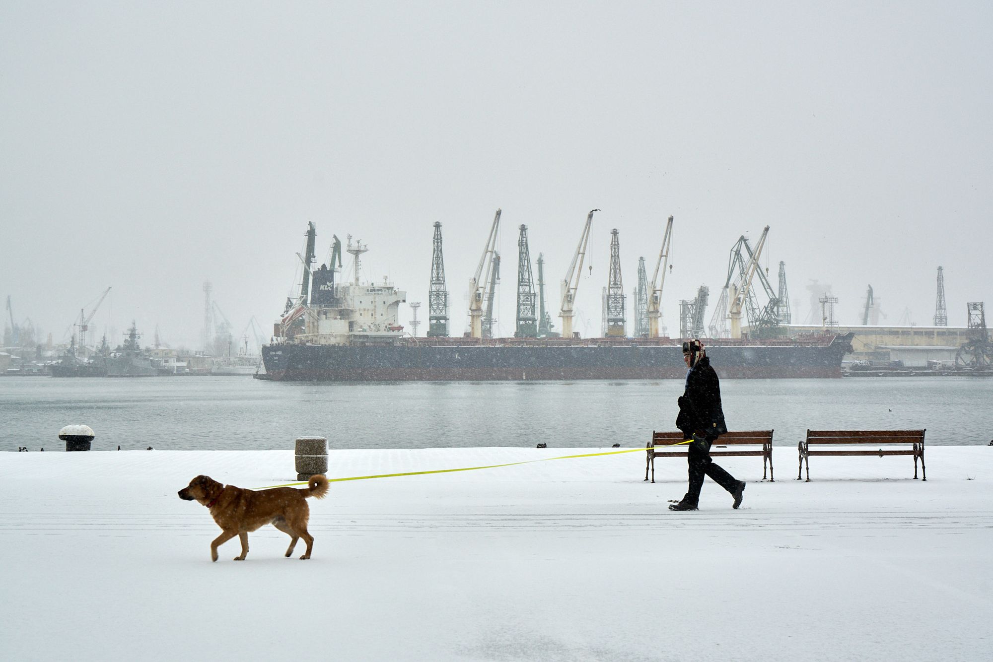 Man walking his dog at a harbour in front of a huge ship
