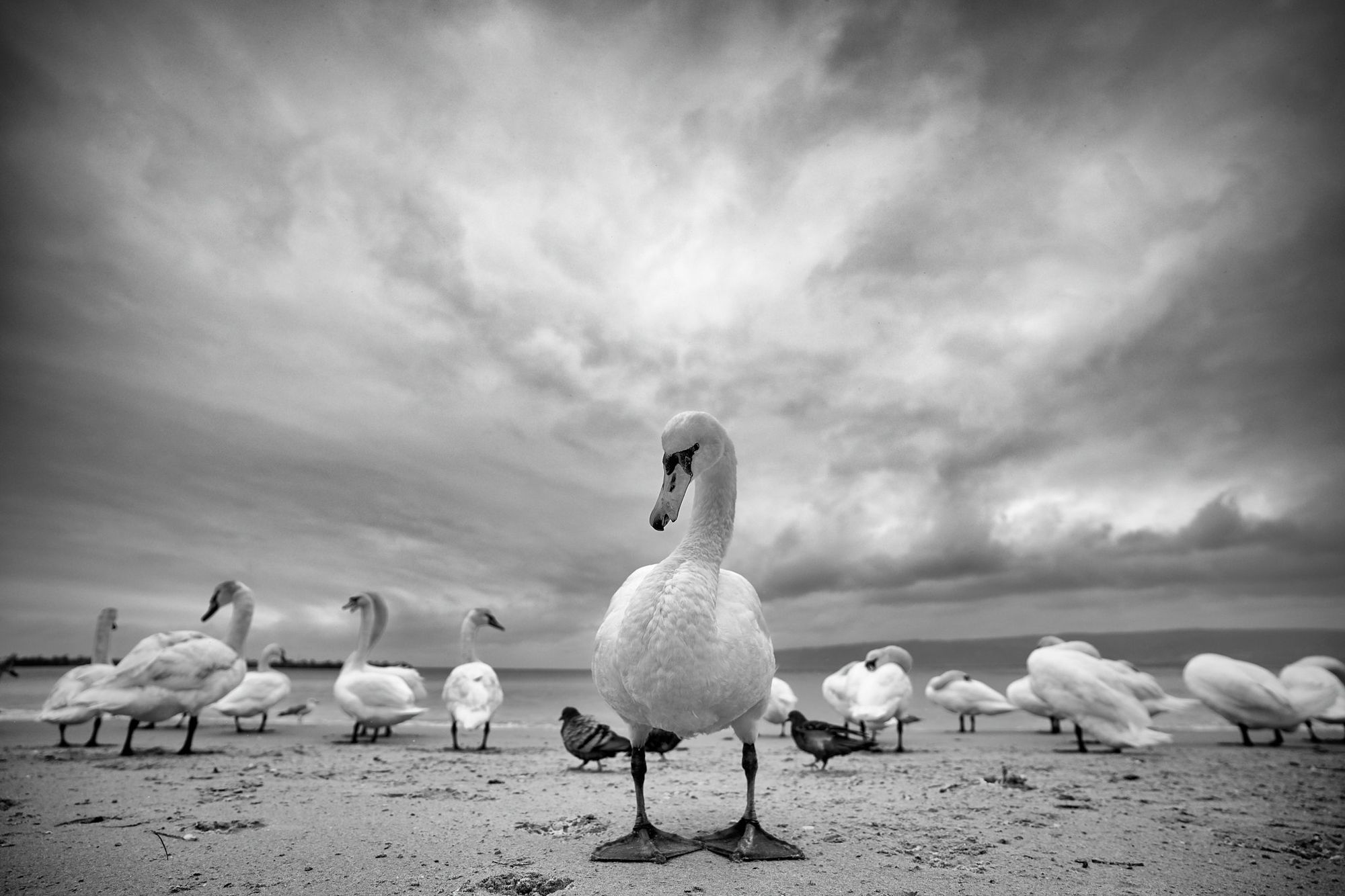 Swans on a beach in black and white