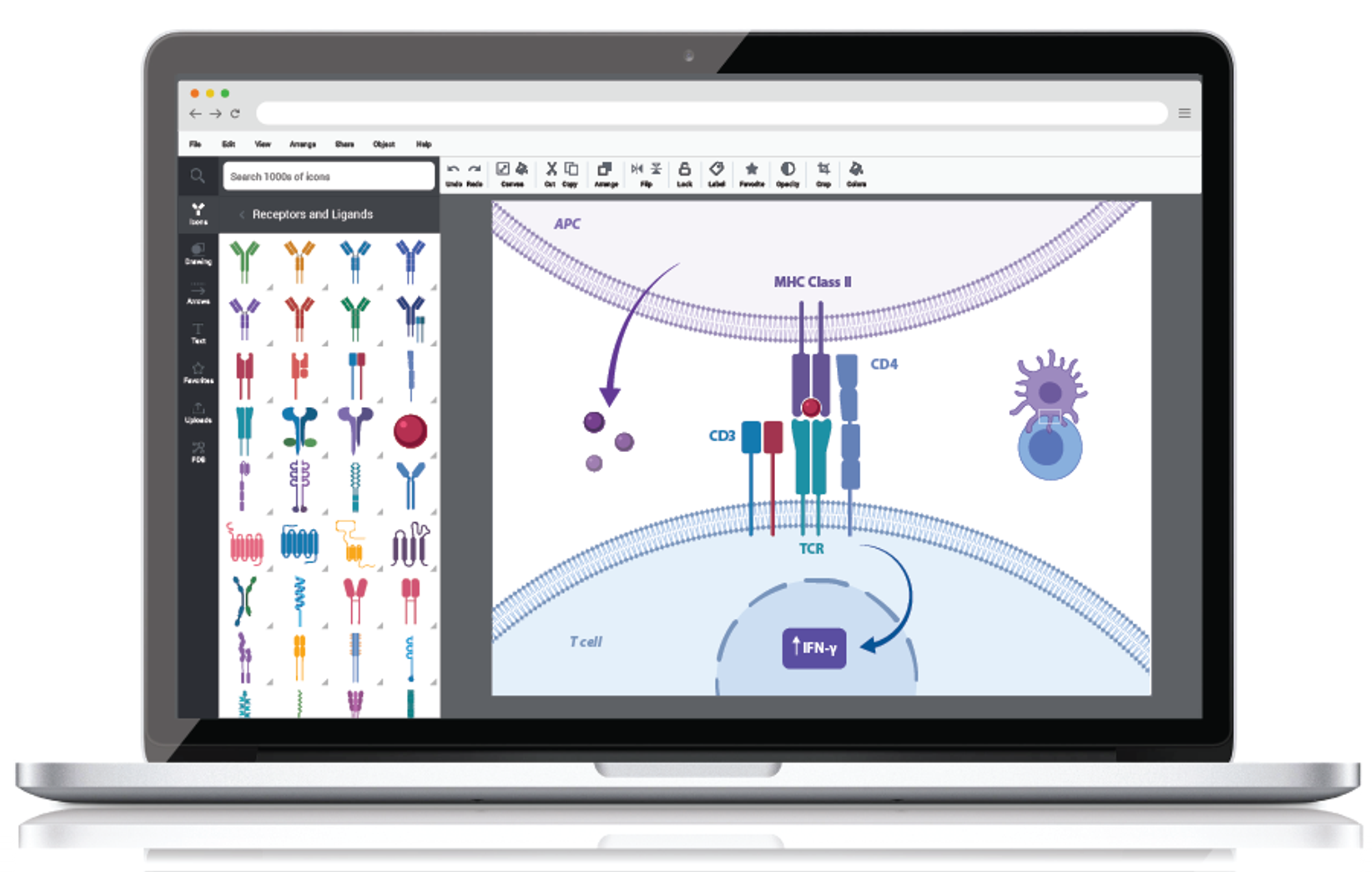 Scientific Image and Illustration Software | BioRender