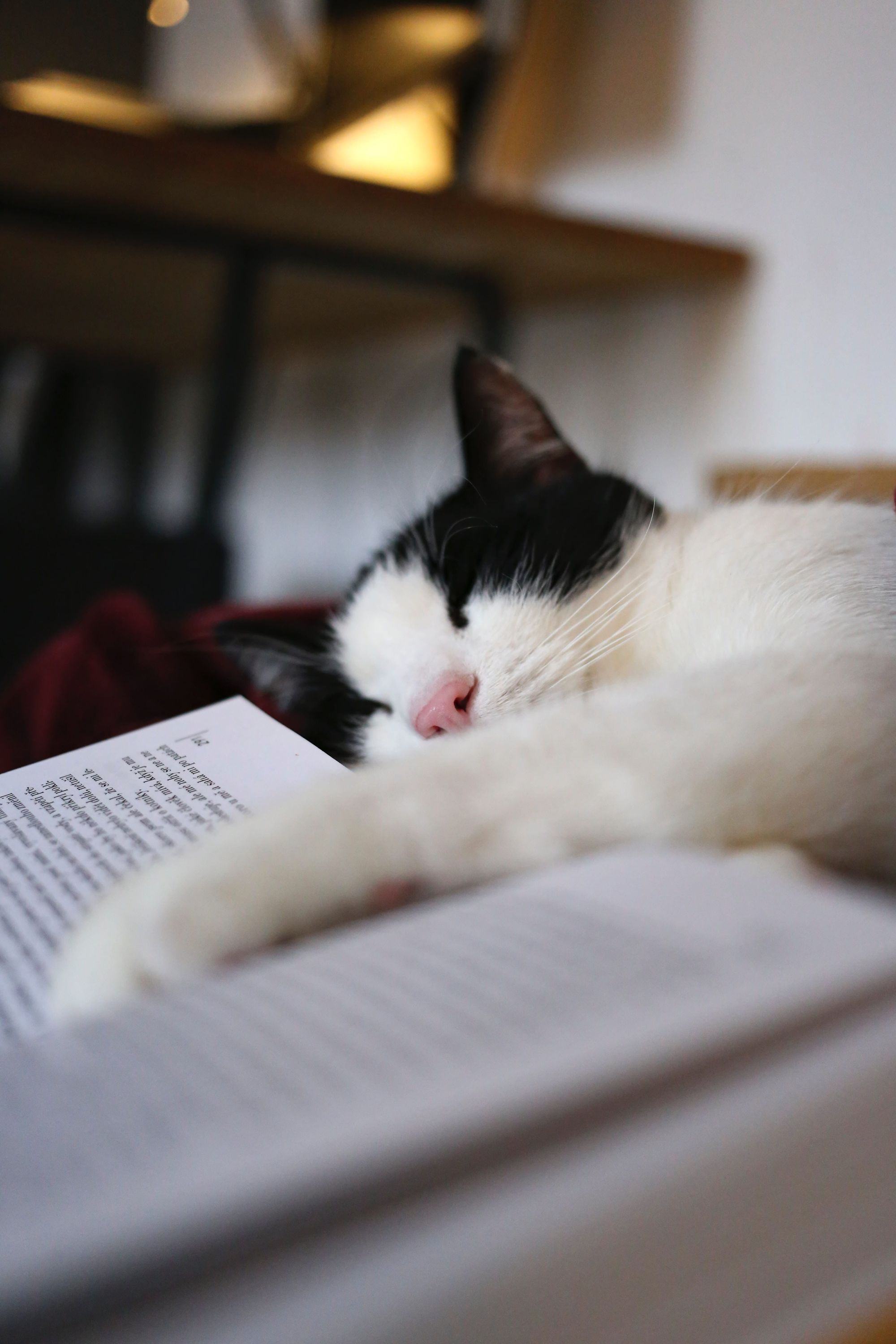 chat-fatigue-dort-sur-un-livre-ouvert
