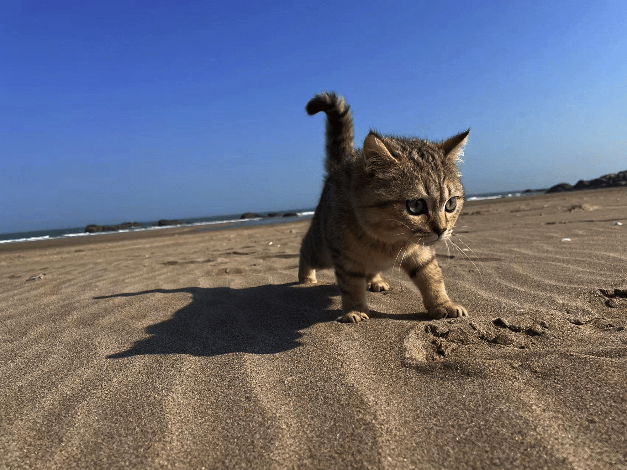 海边的猫