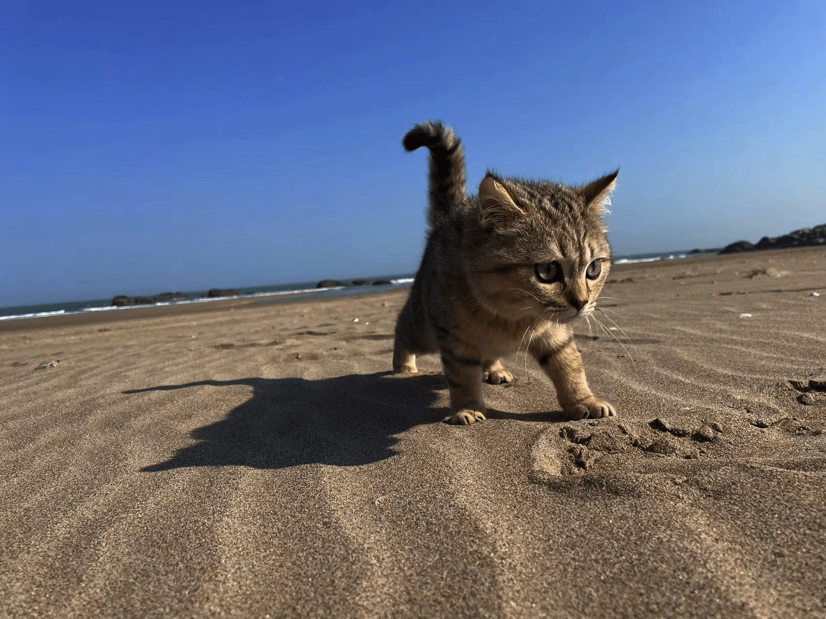 海边的猫