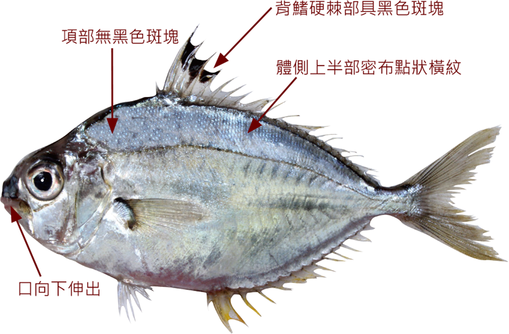 http://fisheasy.fa.gov.tw/index.aspx?id=18303&type=20057#fish-infobox