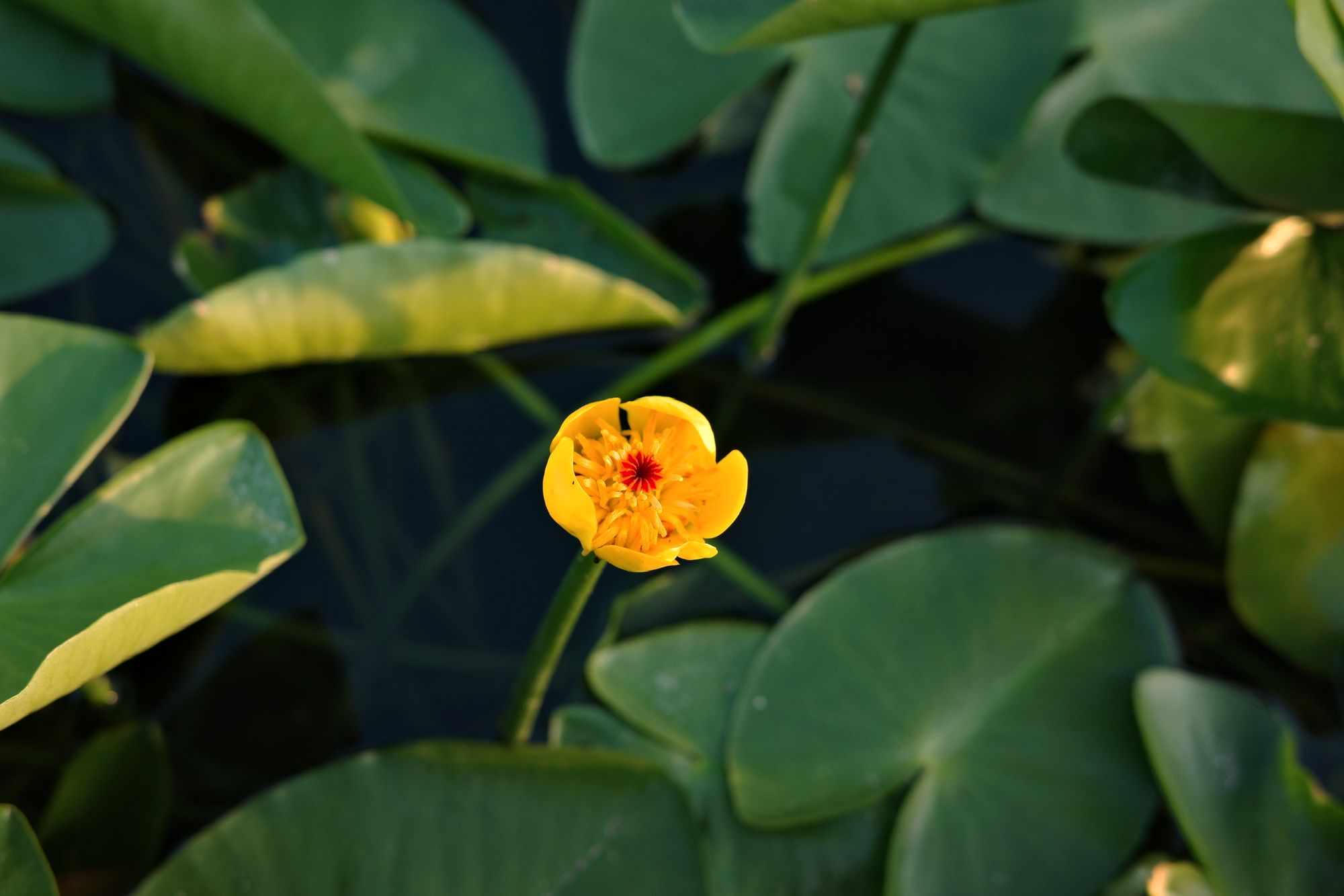 一朵水塘中的花