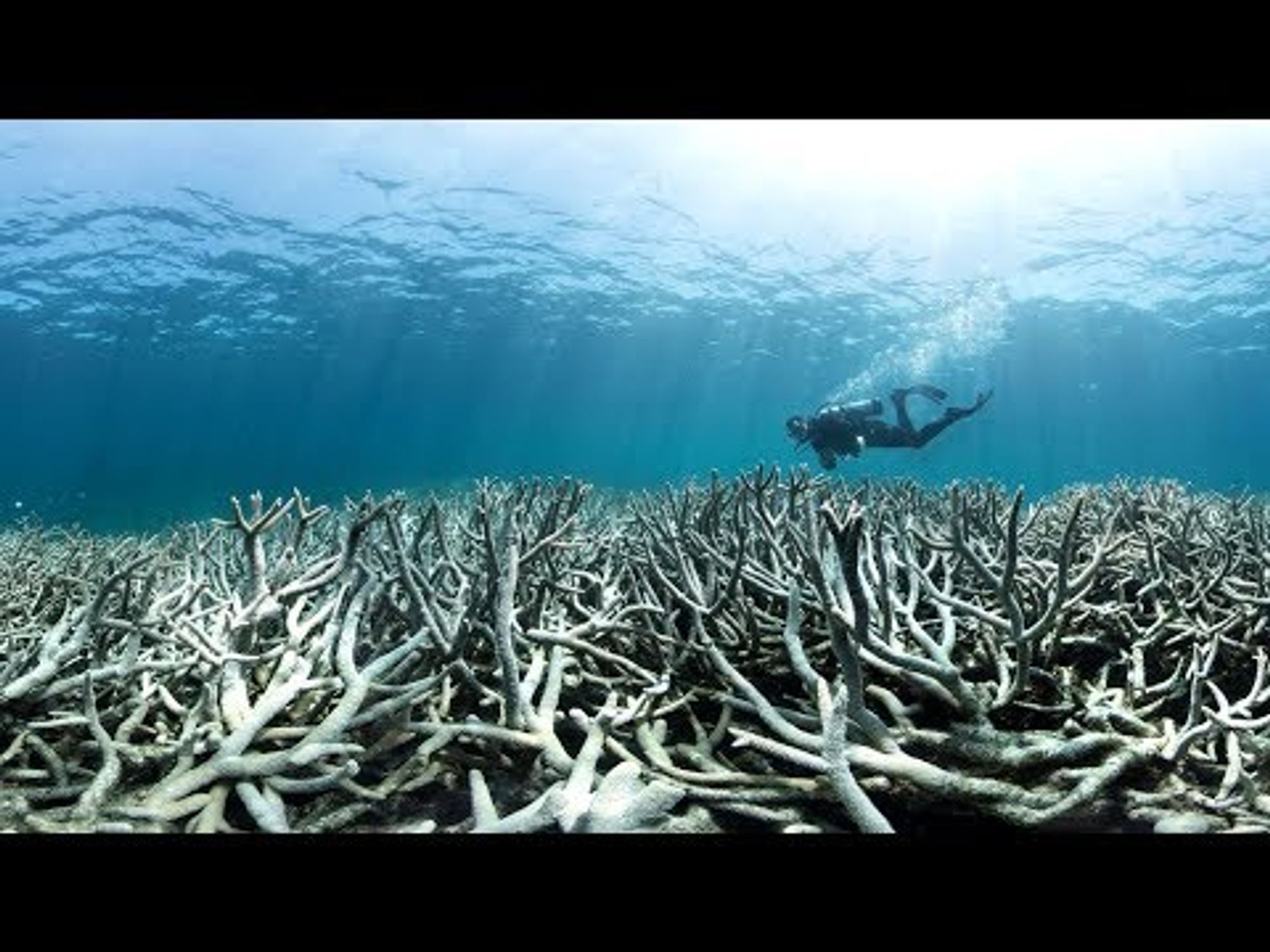 STUDY: the oceans are dying, and if they die, we die - Green - News - Catholic Online