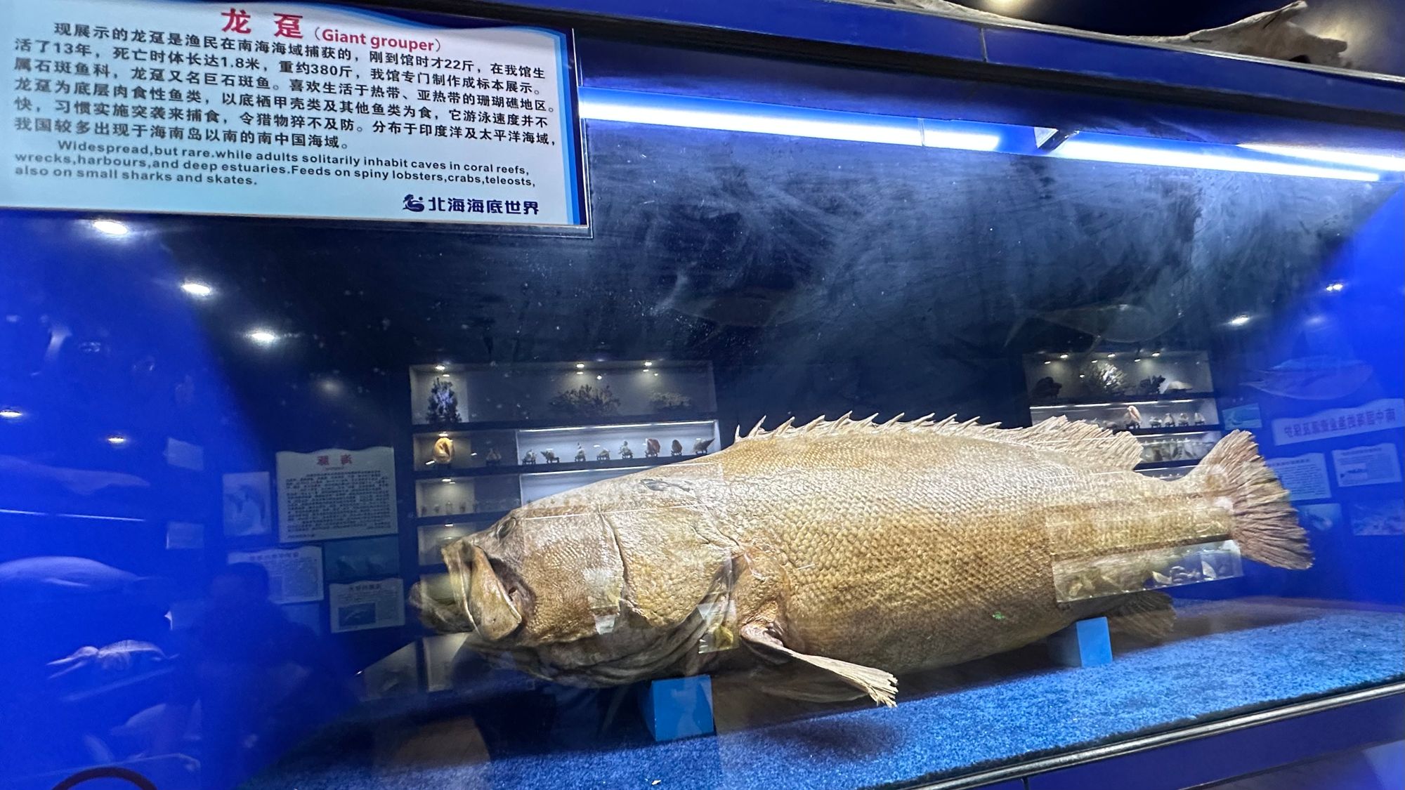 好大的石斑鱼，这算是野生转养殖吗？