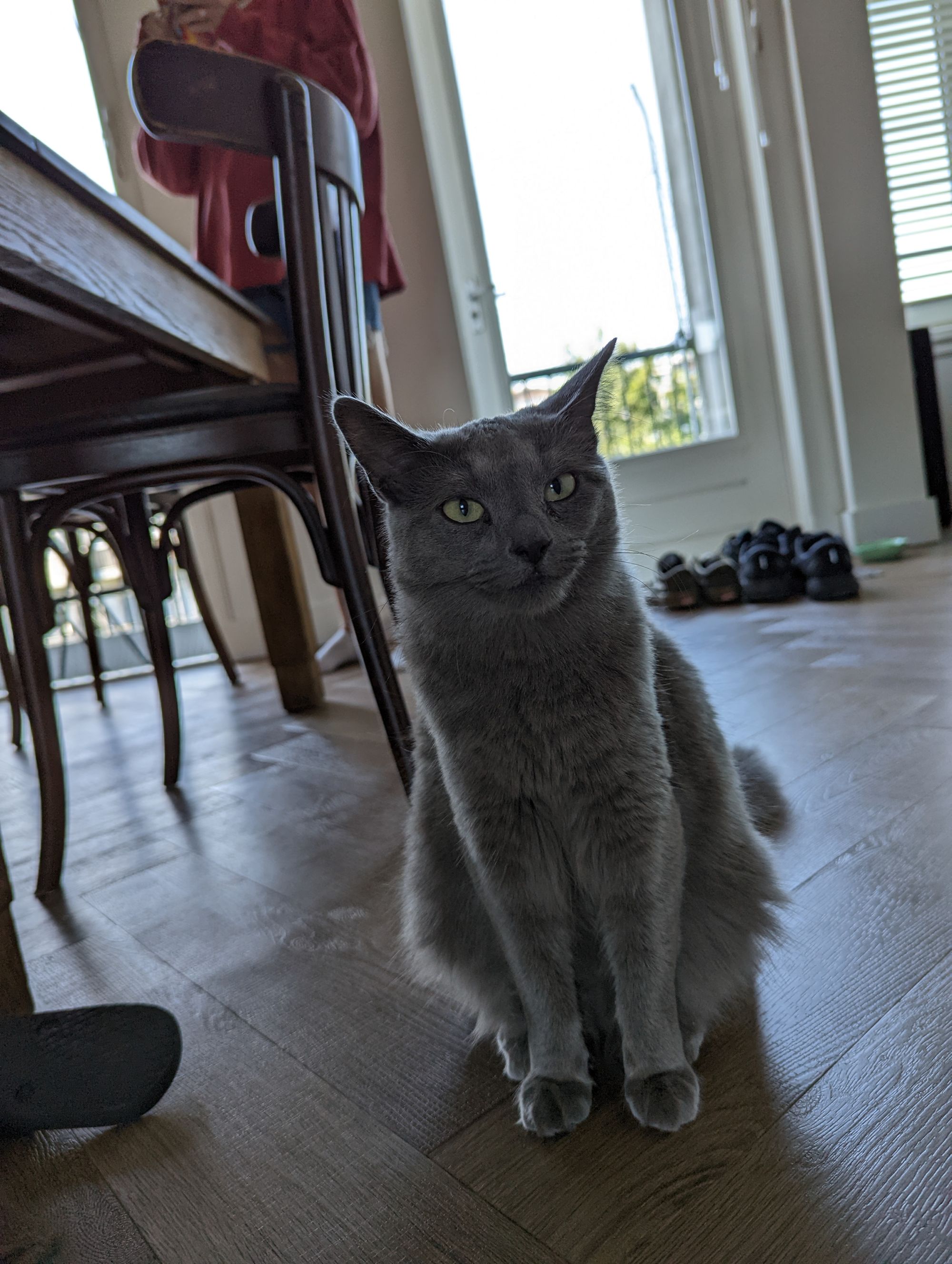 Nina, the cutest Russian Blue cat in existence
