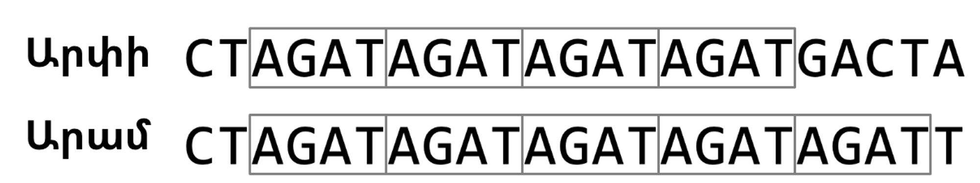 “AGAT” STR-ի կրկնության քանակը տարբերությունը Արփիի և Արամի ԴՆԹ շղթաներում։ 