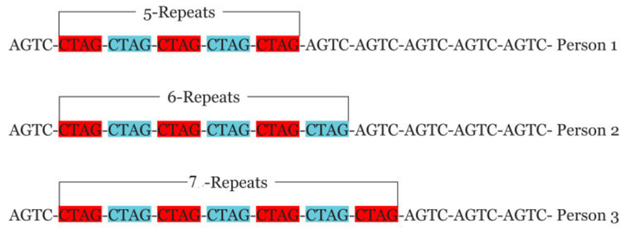 “CTAG” STR հաջորդականությունը տարբեր մարդկանց ԴՆԹ շղթաներում։