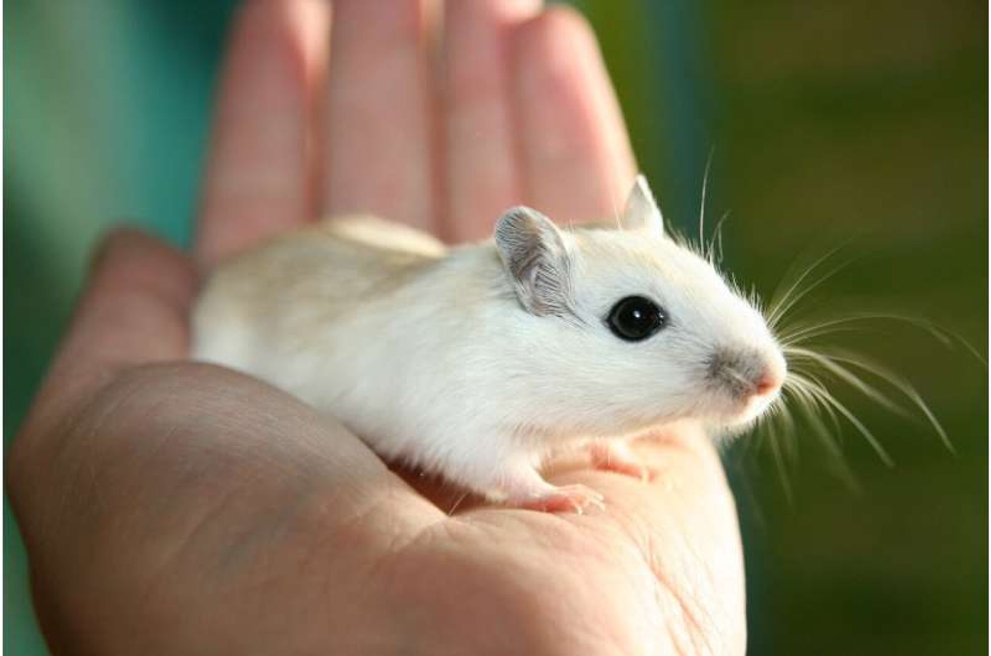 'Drug factory' implants eliminate mesothelioma tumors in mice