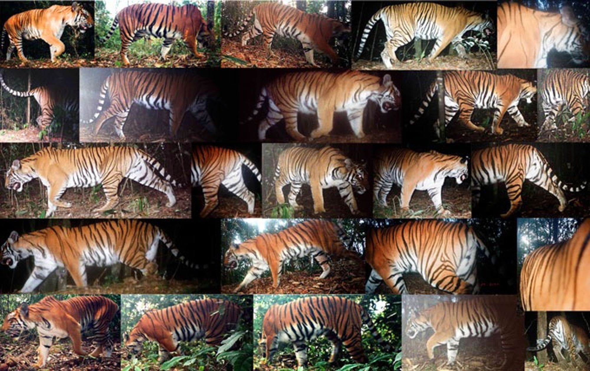 ¿A quién no le gustaría ver a un tigre en la selva?