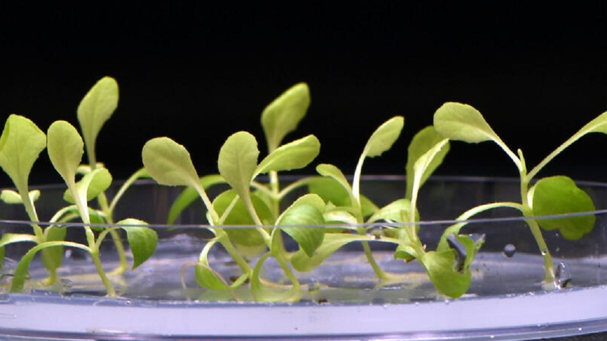 New Artificial Photosynthesis Method Grows Food With No Sunshine