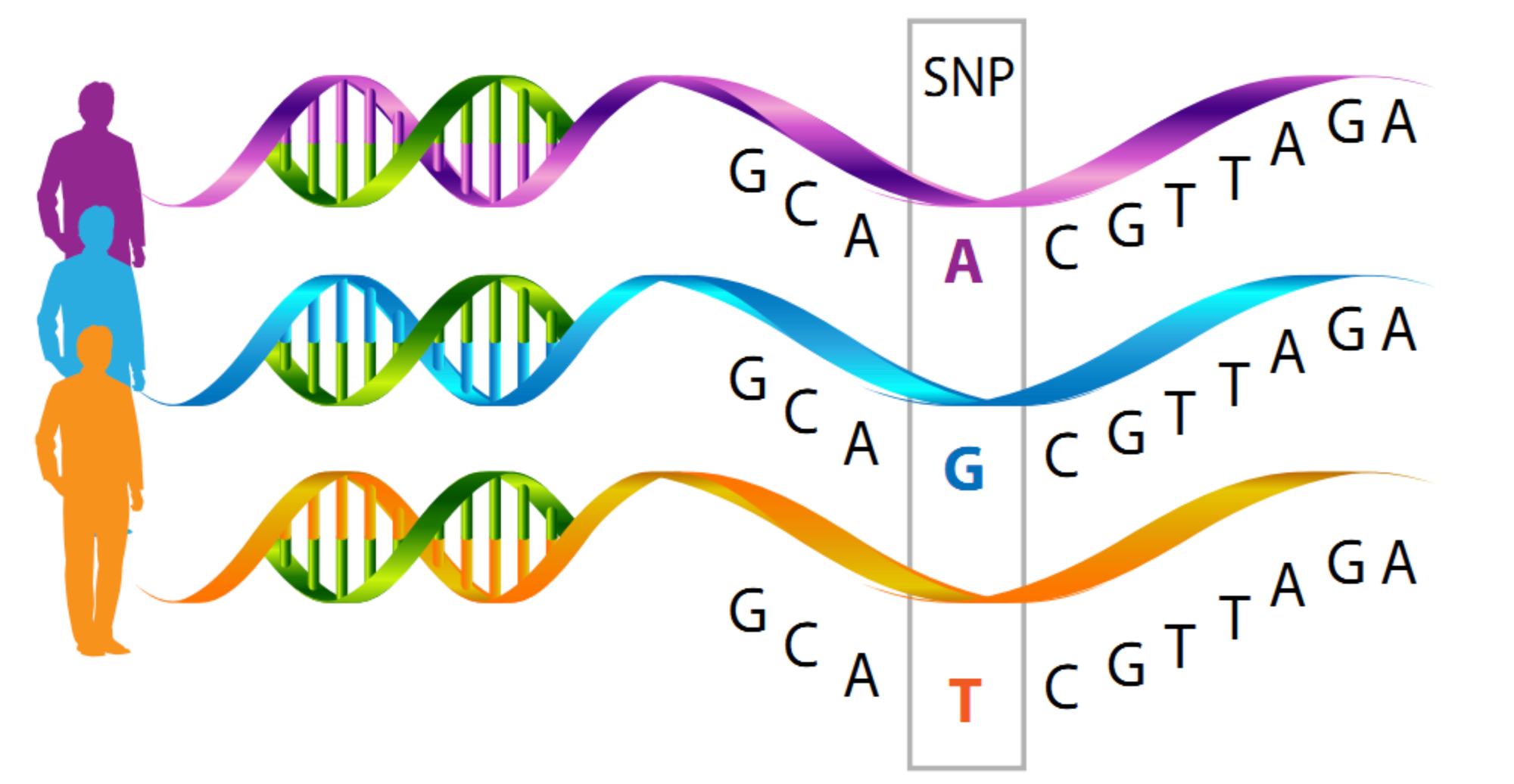 SNP կետ ԴՆԹ շղթայում