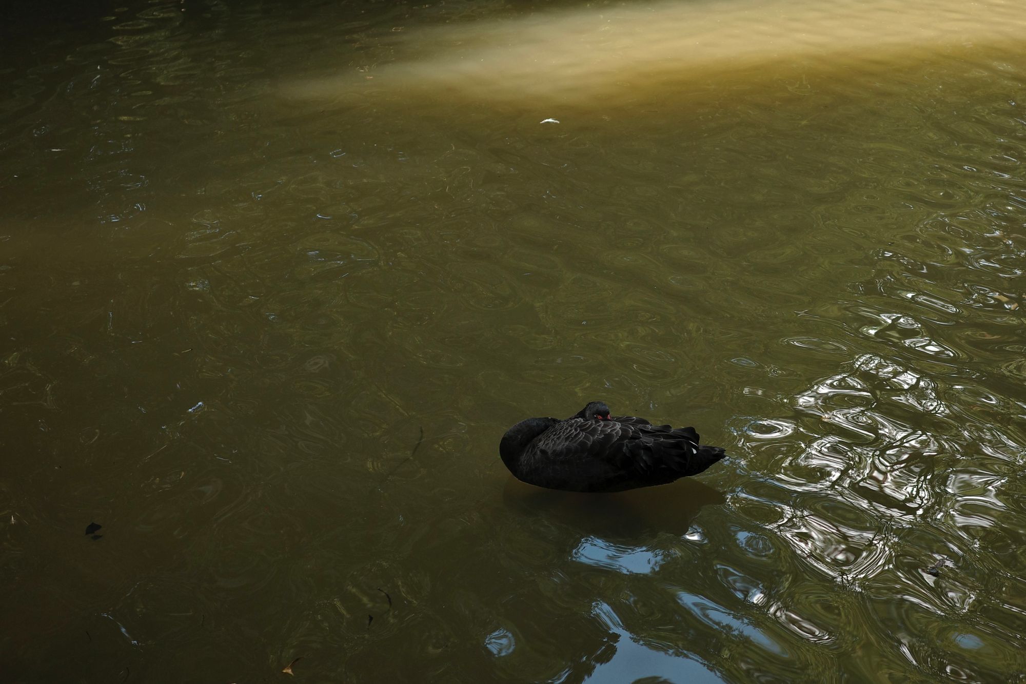 在水中休憩的黑天鹅