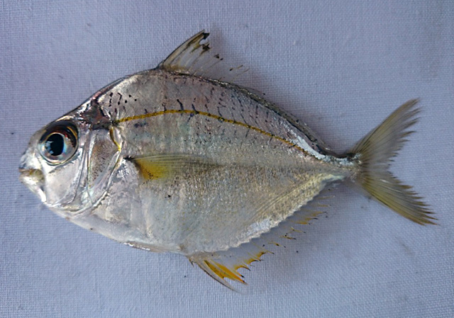 琼斯布氏鲾 Eubleekeria jonesi https://www.fishbase.se/photos/PicturesSummary.php?ID=63865&what=species