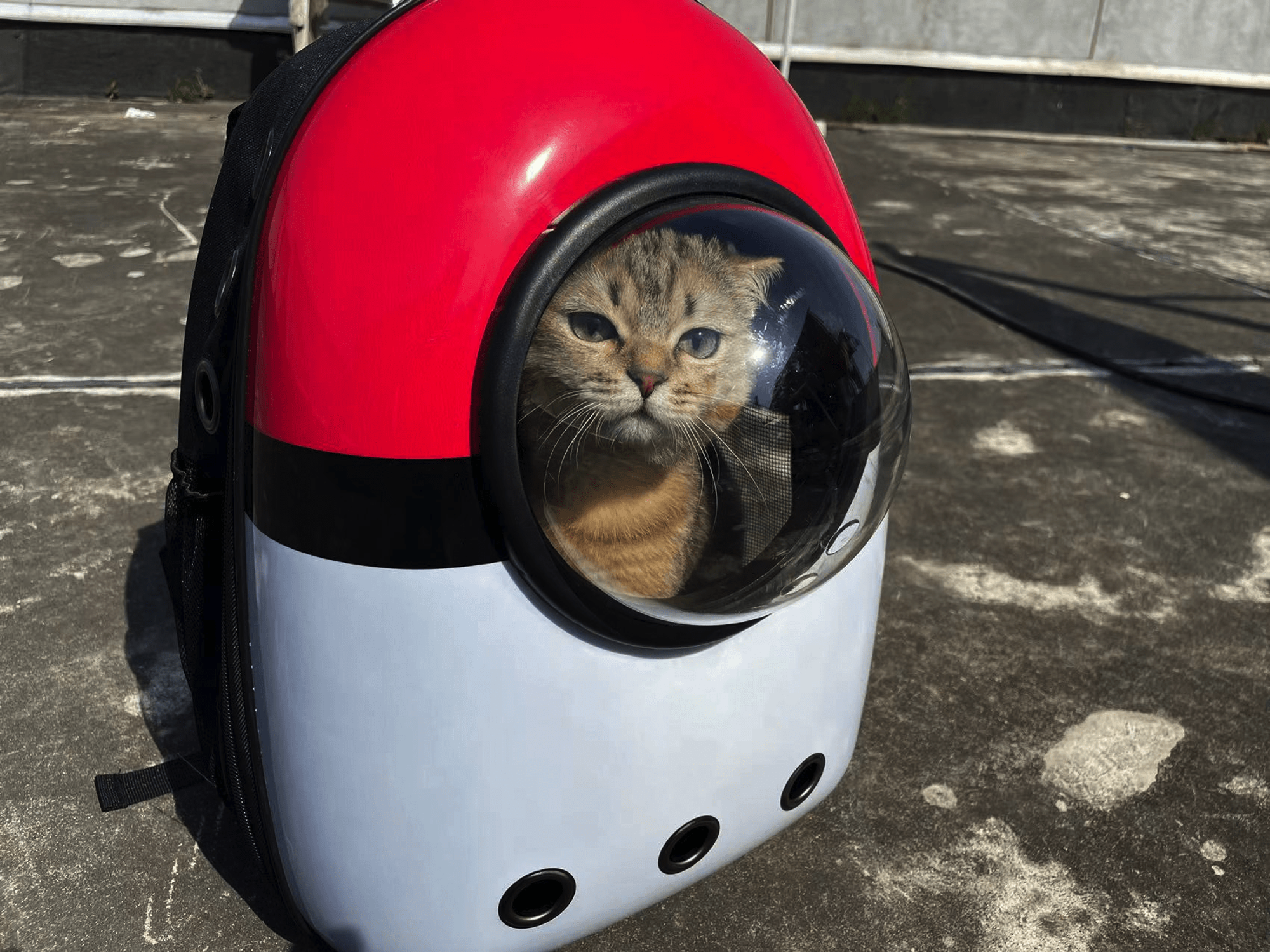 太空舱背包里的猫