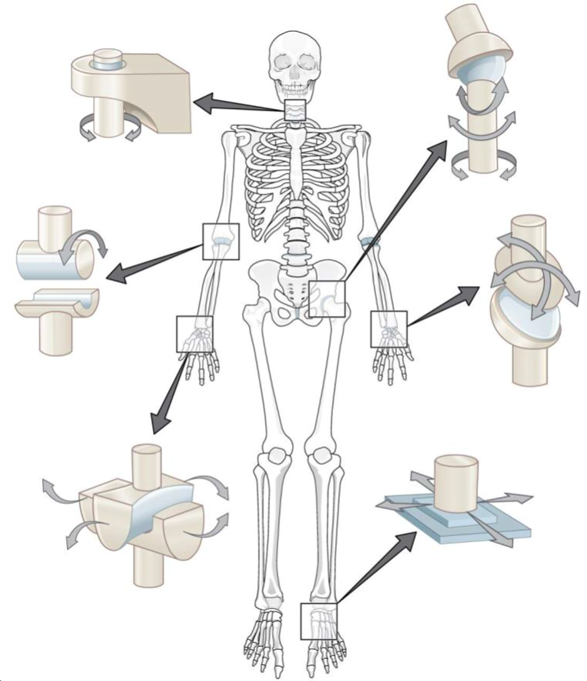 Constraints of Human Skeleton