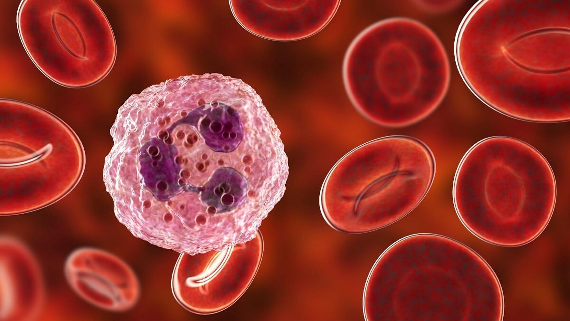 Computer-illustration-of-a-neutrophil-surrounded-by-red-blood-cells.-Credit-KATERYNA-KON-SCIENCE-PHOTO-LIBRARY-Getty-Images-1.jpg
