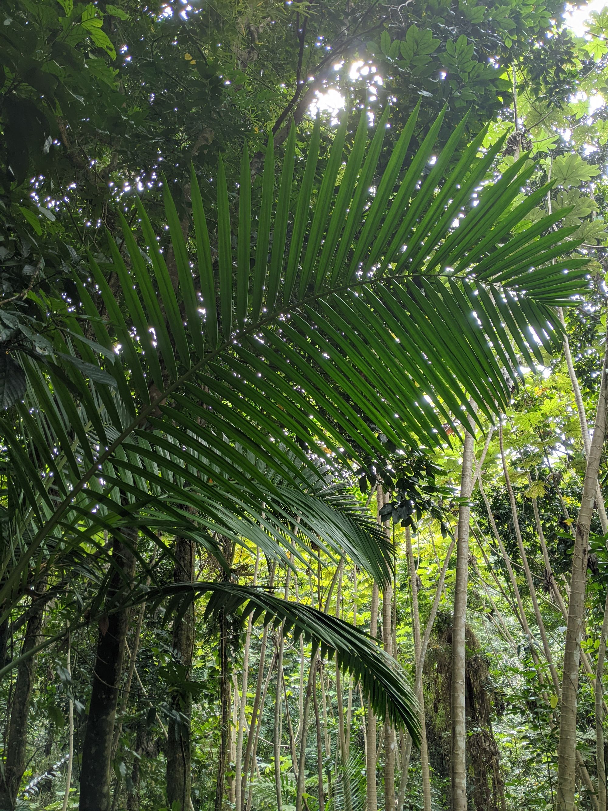 One of many beautiful palm leaves arching over the trail.
