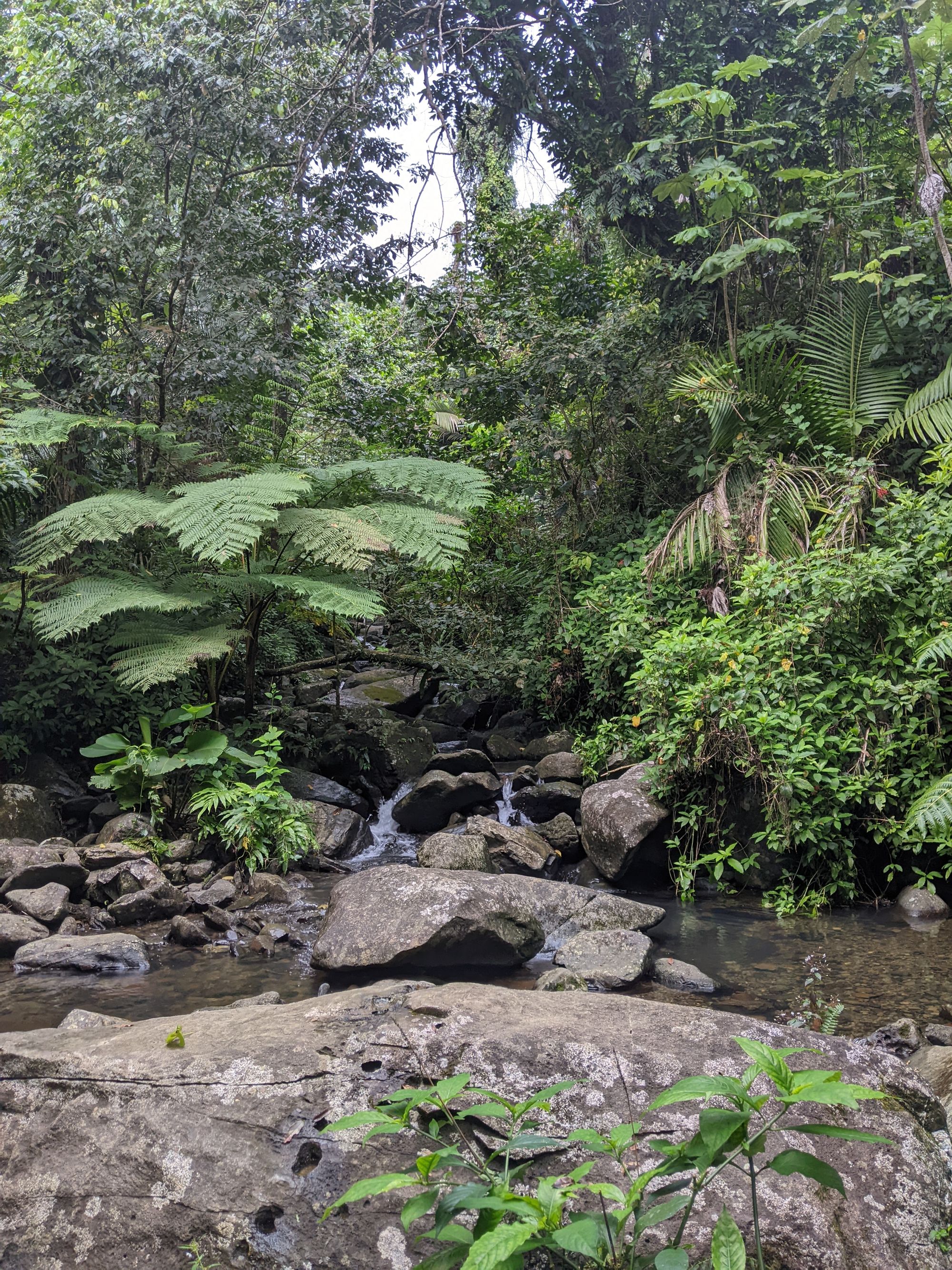 A small waterfall with a beautiful fern tree.