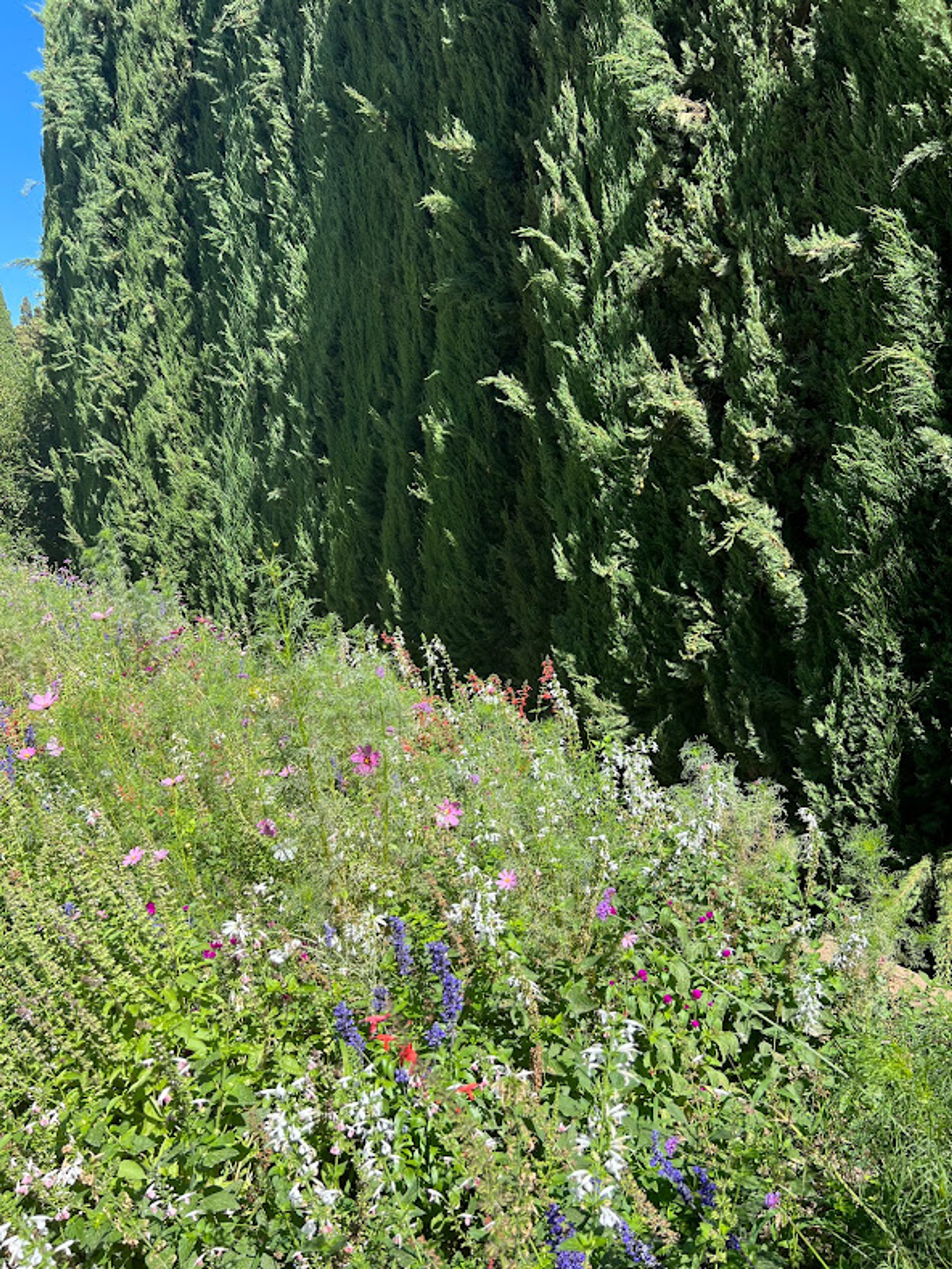 More wildflowers with cyprus trees!
