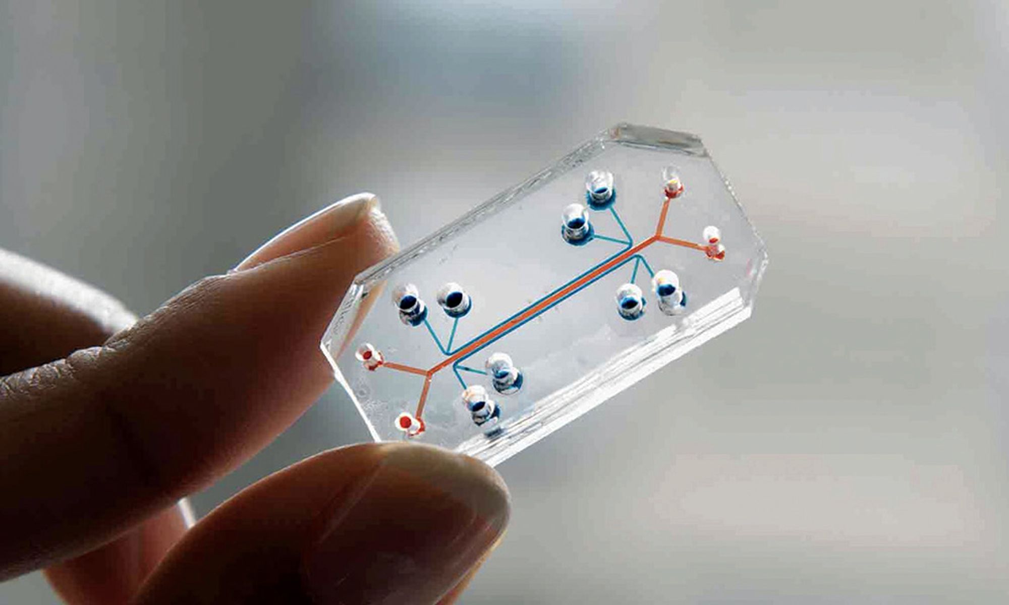 The Organ-on-a-Chip Revolution Is Here