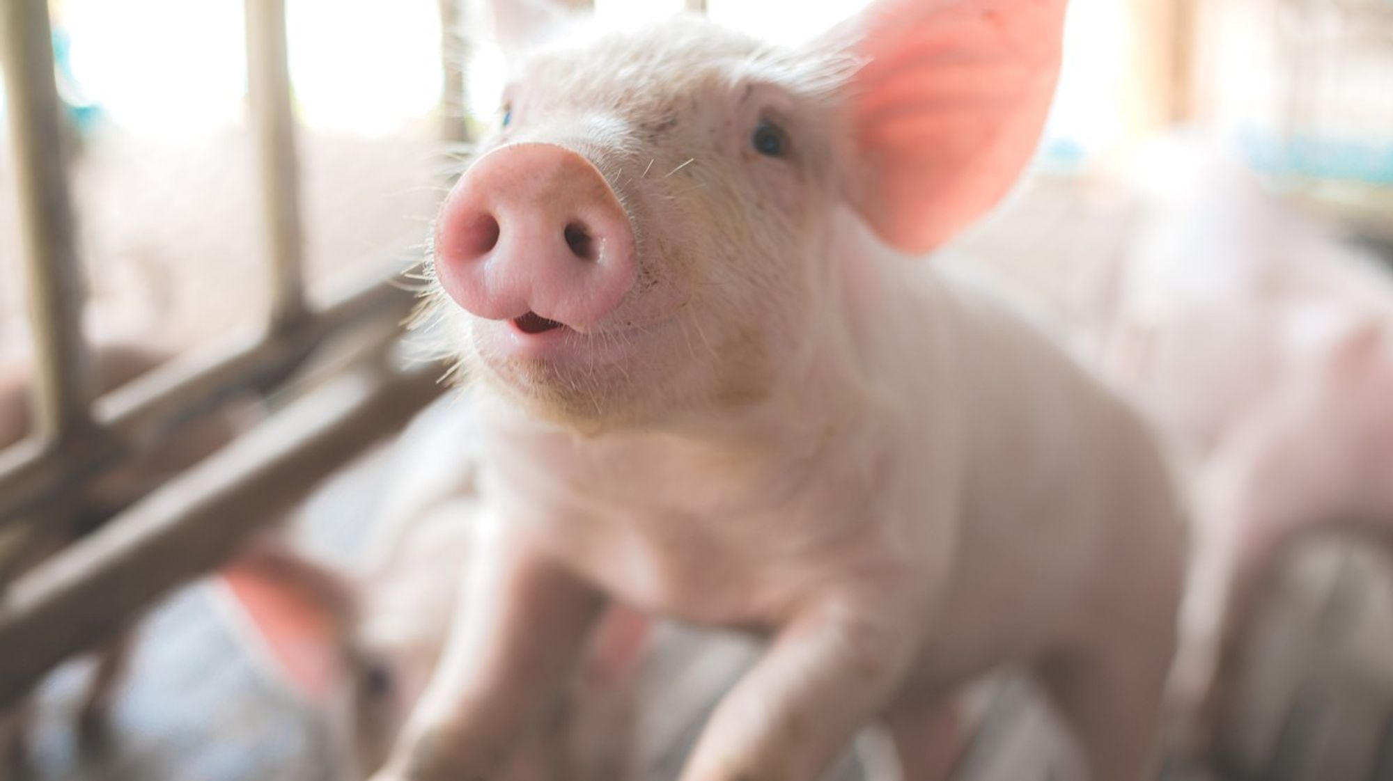Pig Kidney Successfully Transplanted From Hog to Human
