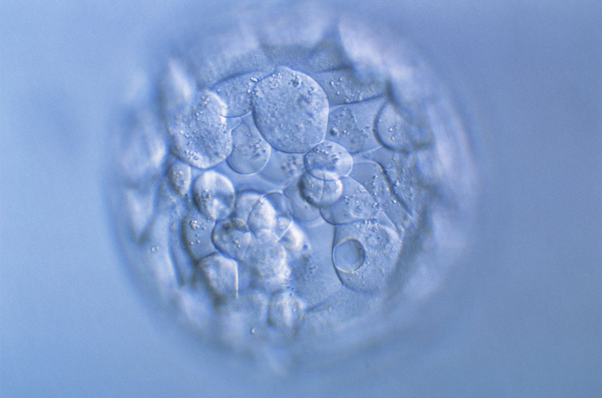 Scientists say they can read nearly the whole genome of an IVF-created embryo