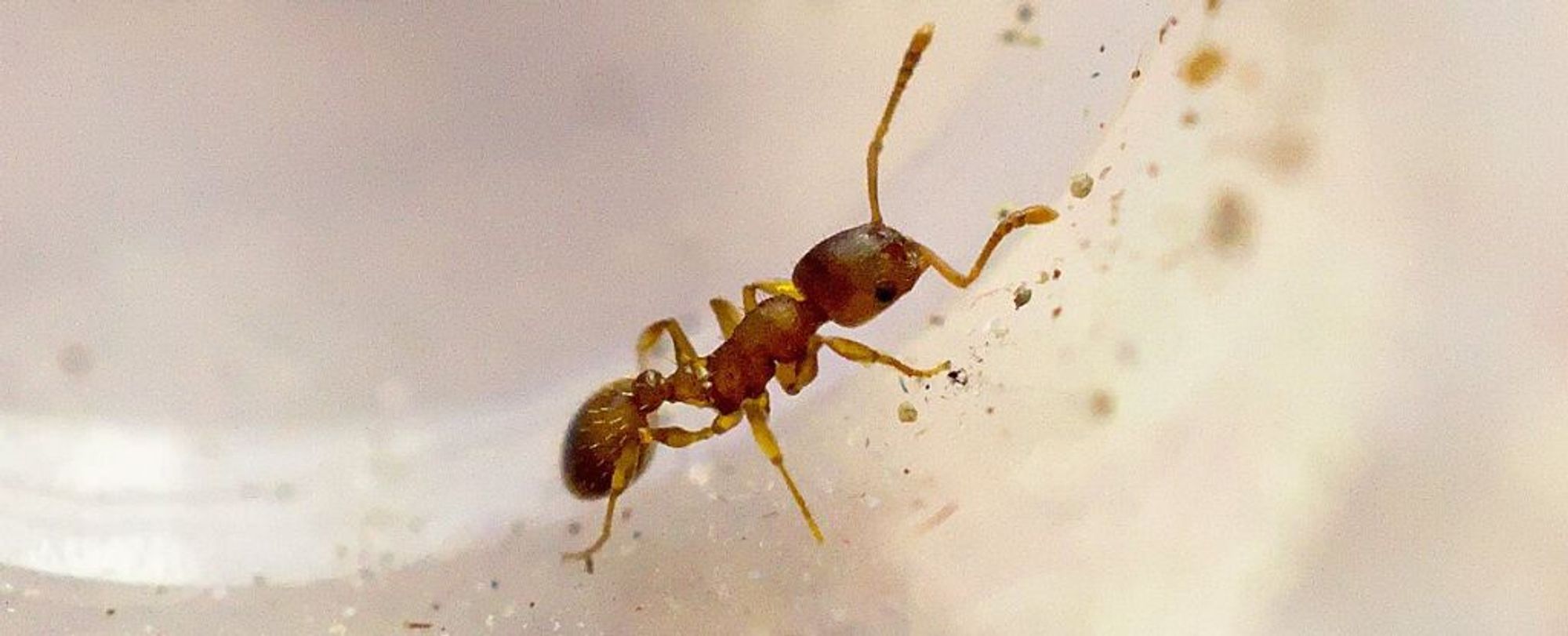 There's a Parasite That Triples Ants' Lifespans… And It Actually Sounds Pretty Great